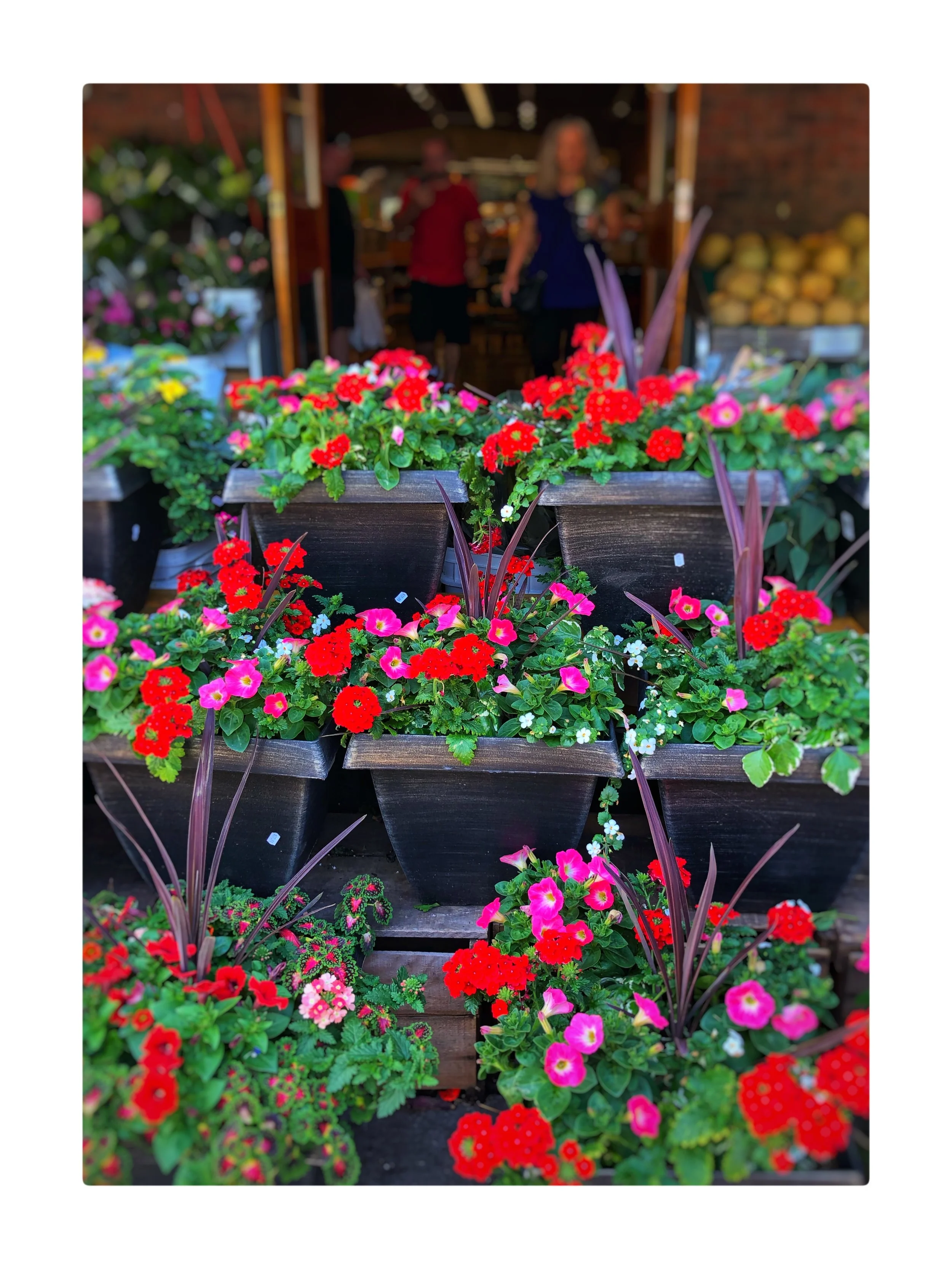 Bright-colored planters with petunias, coleus and geraniums at Russo’s.
