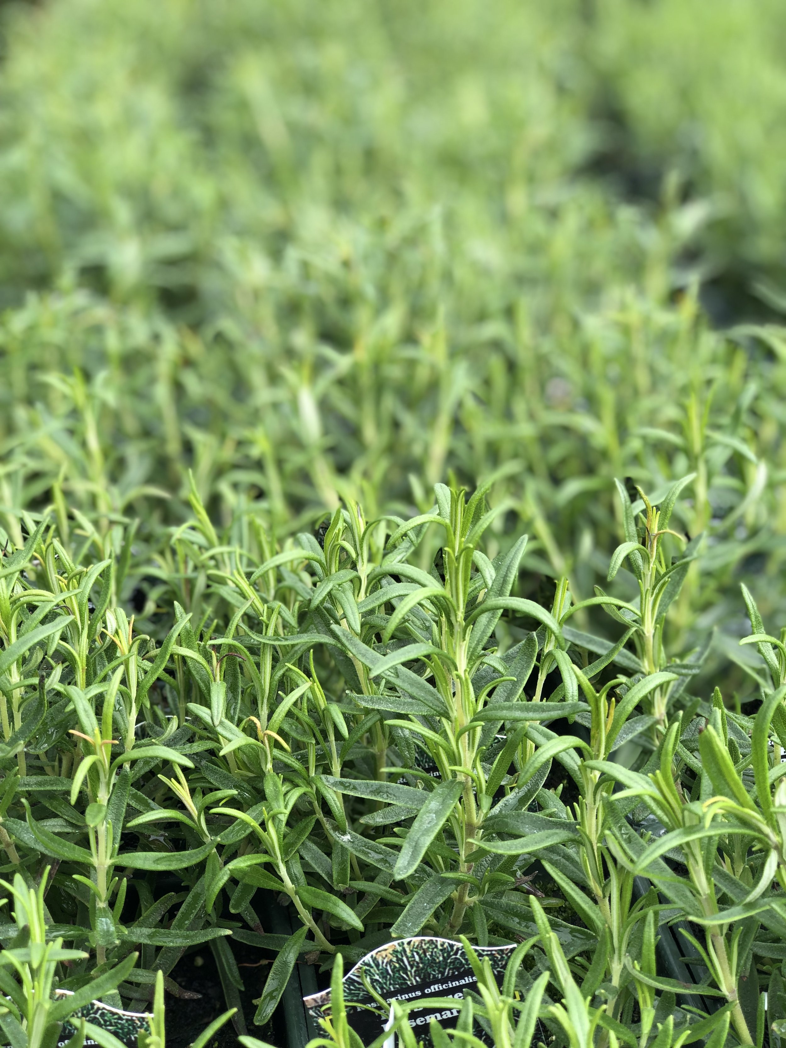 Did you know Rosemary is the most popular herb in New England? Watch our Tony’s Tips to learn more.