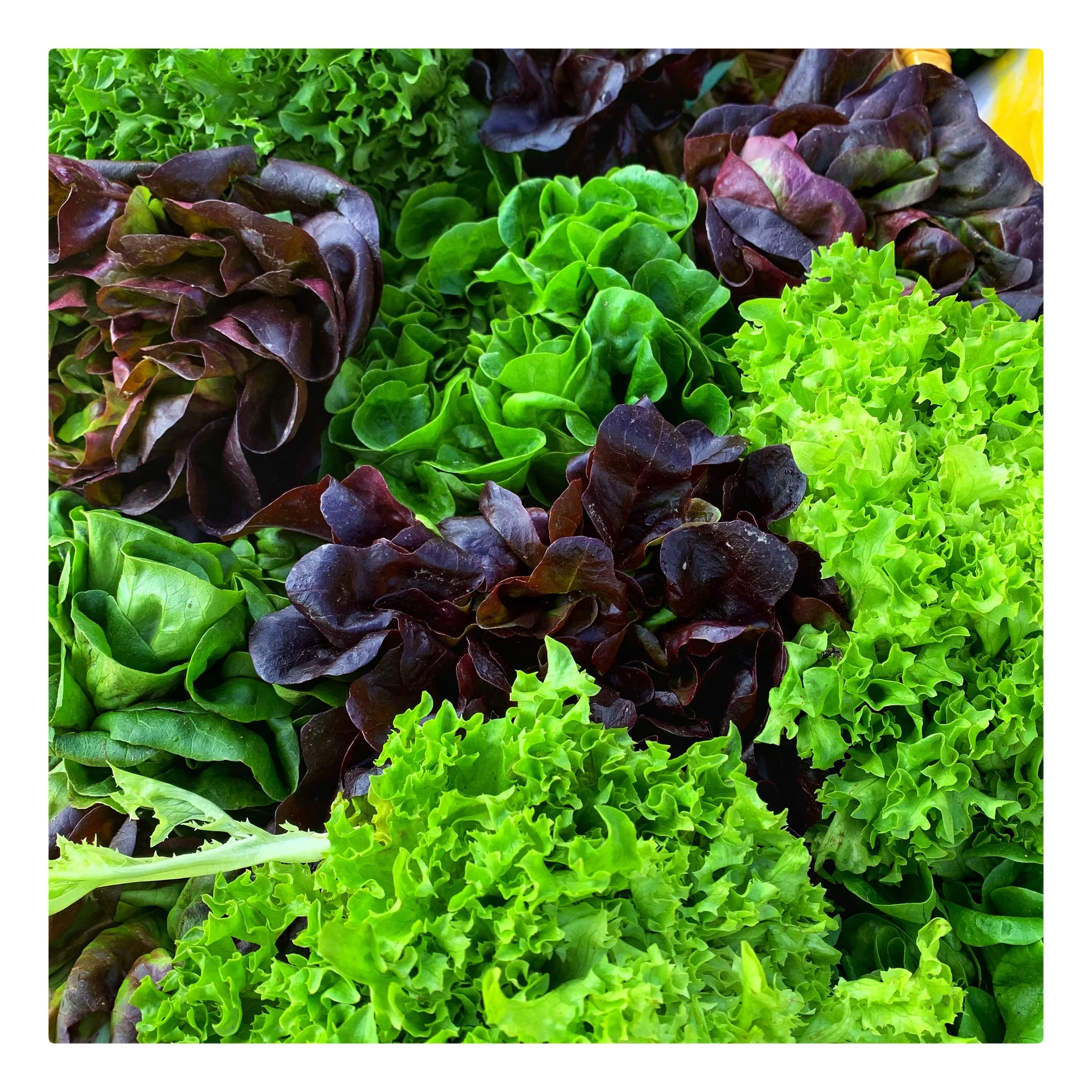 Organic locally grown lettuce