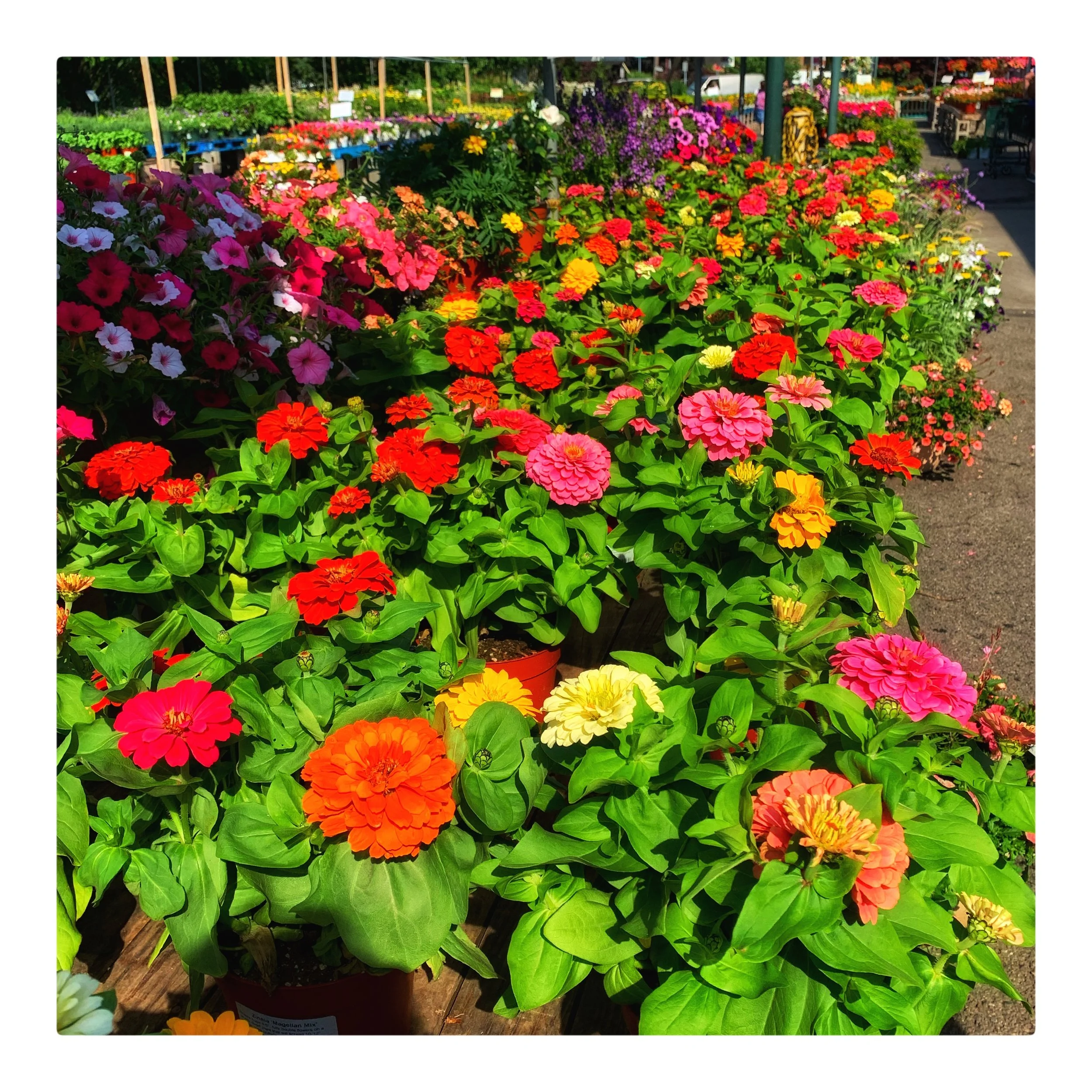 Happy, colorful, easy-to-grow Zinnias at Russo’s.