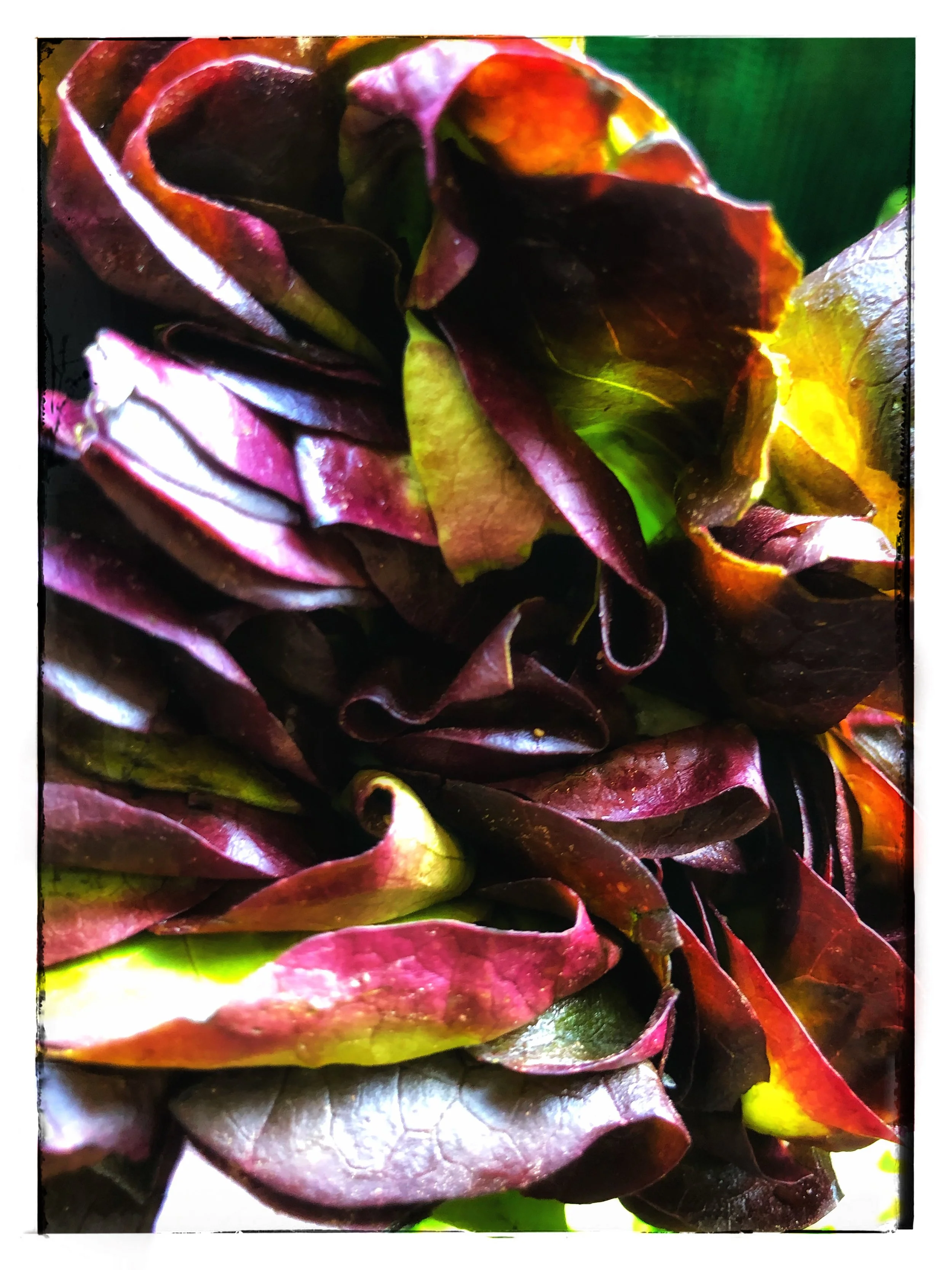 Locally grown organic lettuce available in our store!