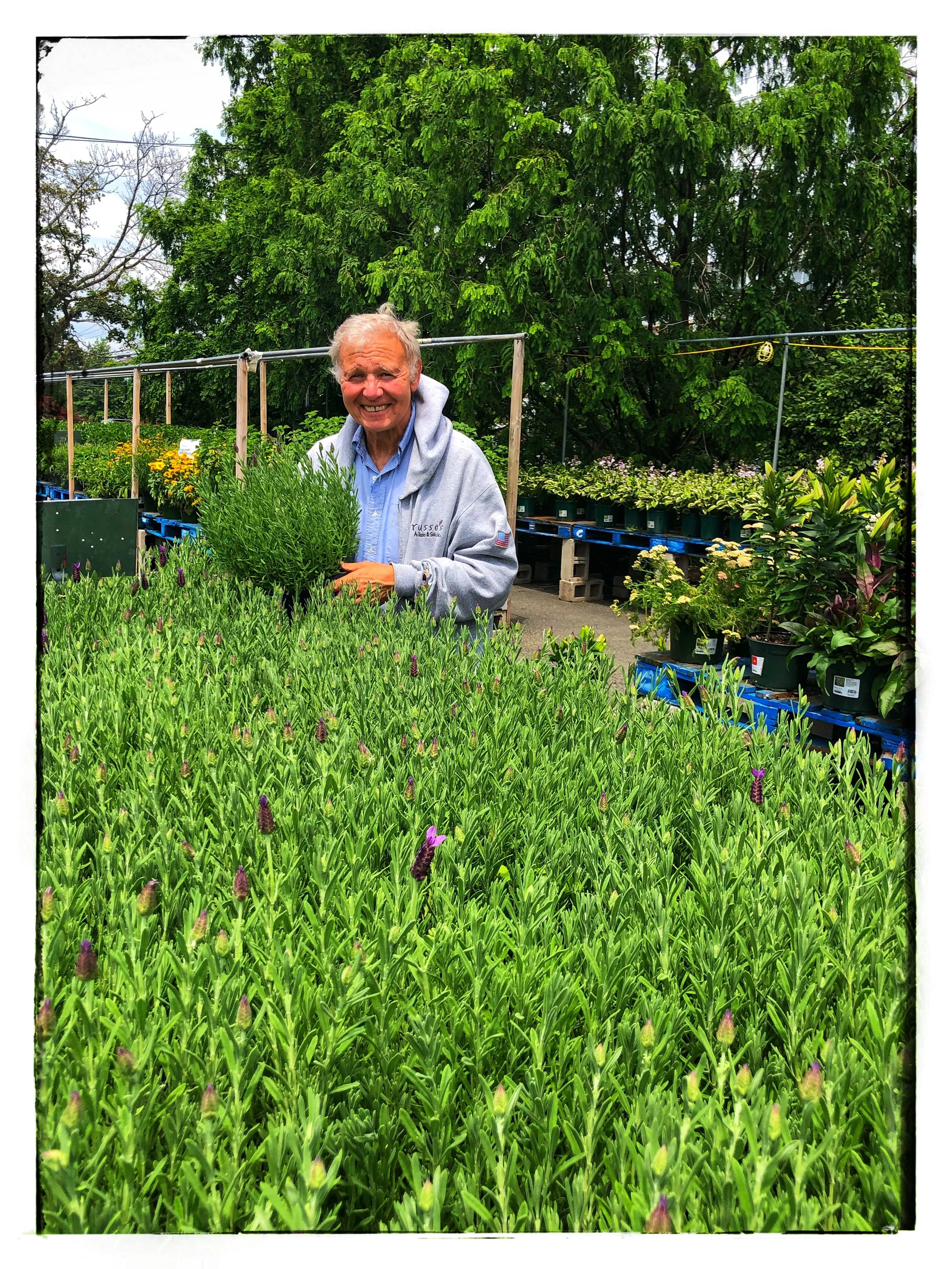 Tony Russo with the lavender plants Russo’s. Learn more with “Tony’s Tips” online!