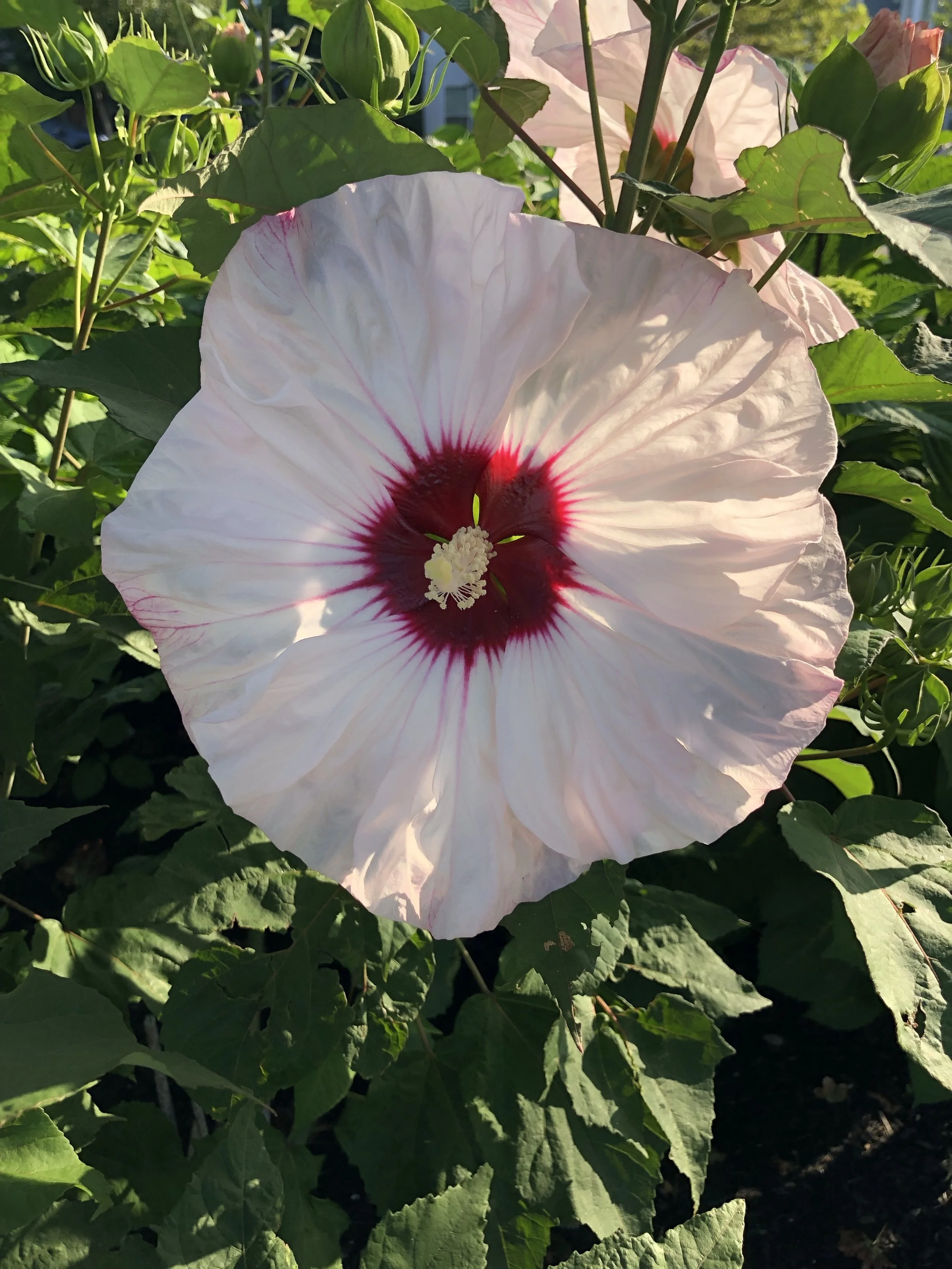 Hibiscus flowers blooming at Russo’s. These plants grow quite well in our area.