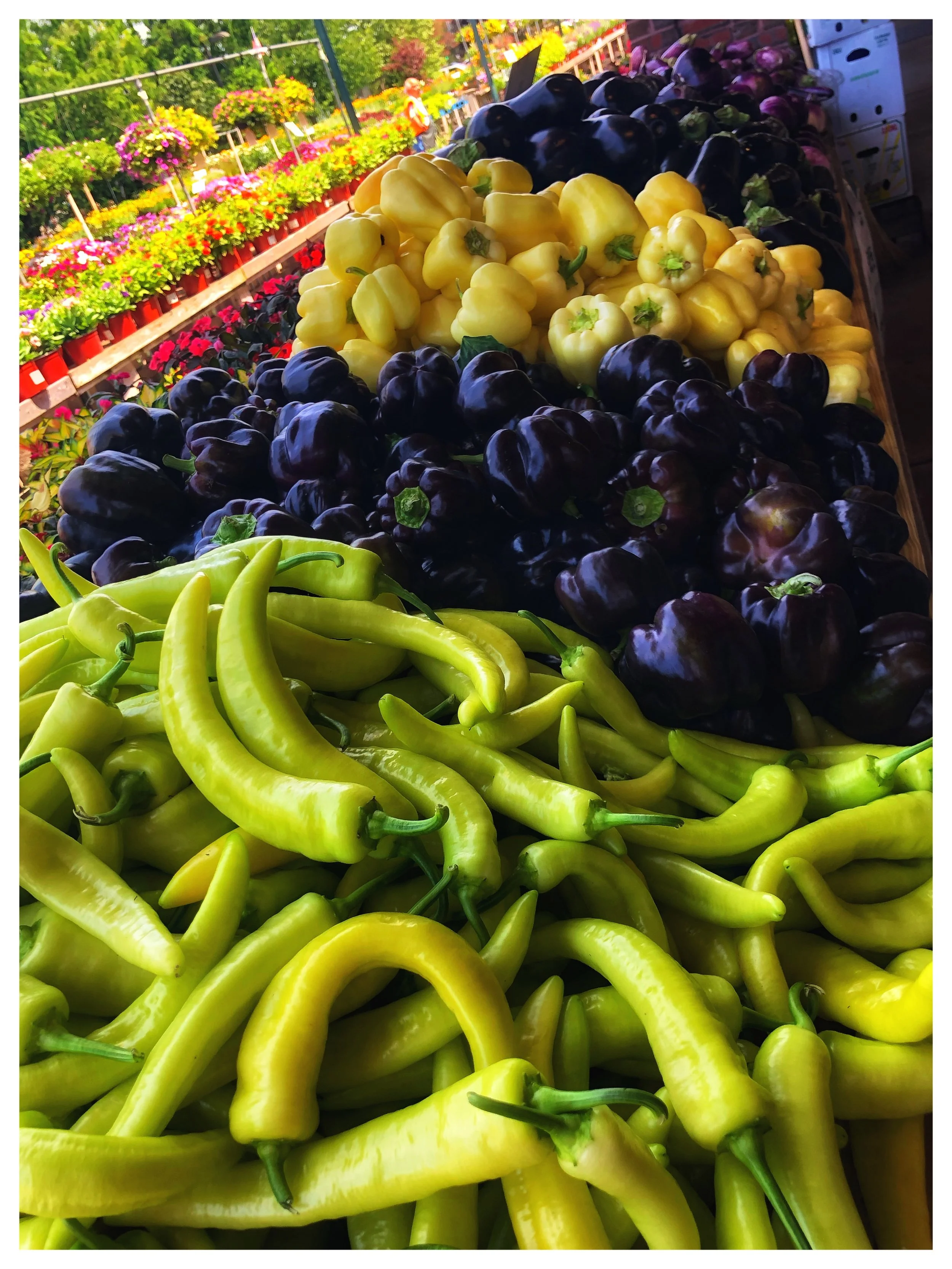 Locally grown peppers and eggplants at Russo’s!