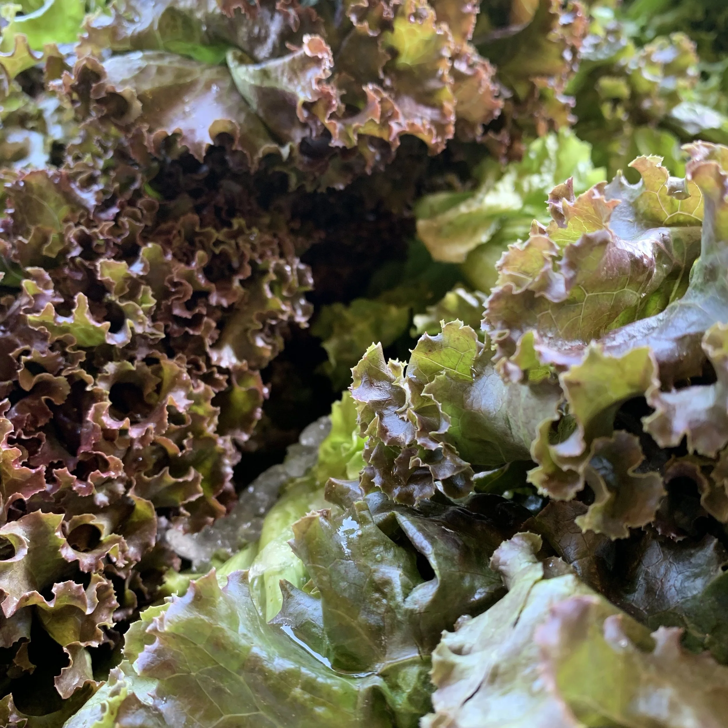 Locally grown Organic Red Leaf lettuce on Special this week!