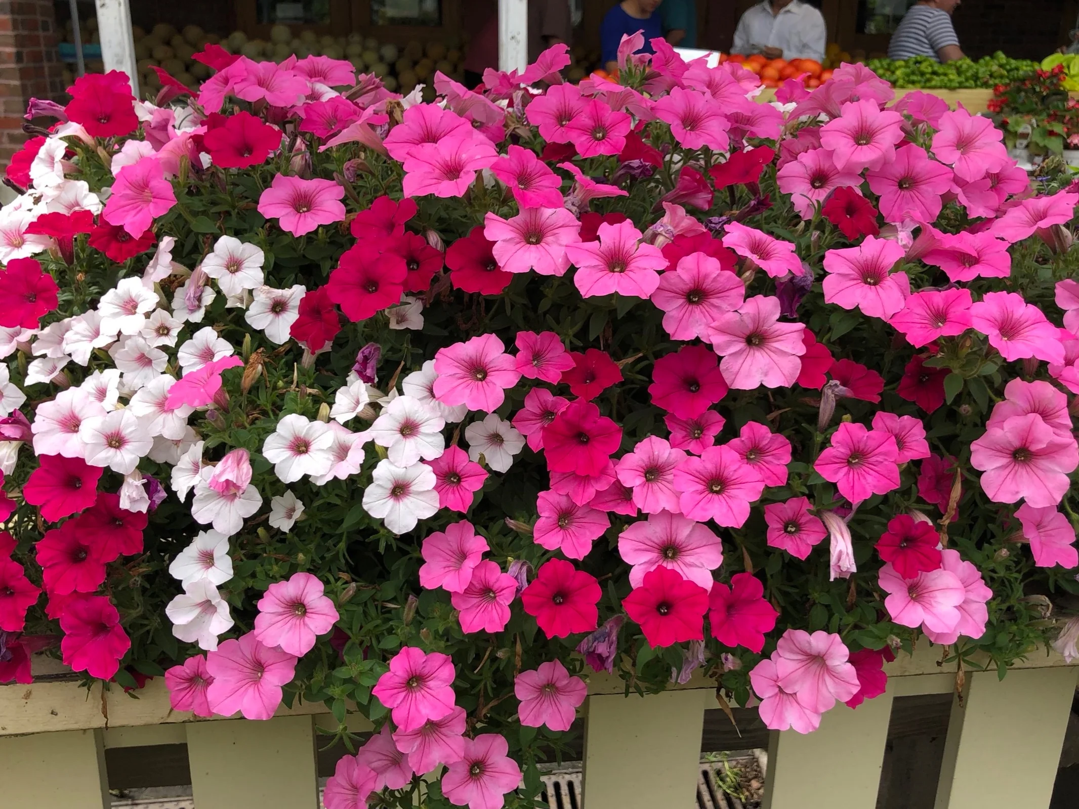 Colorful flower pots available for you and your friends!