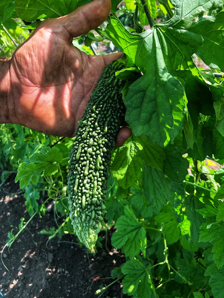 Rodgers shows us the organic Bitter Melon which is in the last stages of development before harvesting.