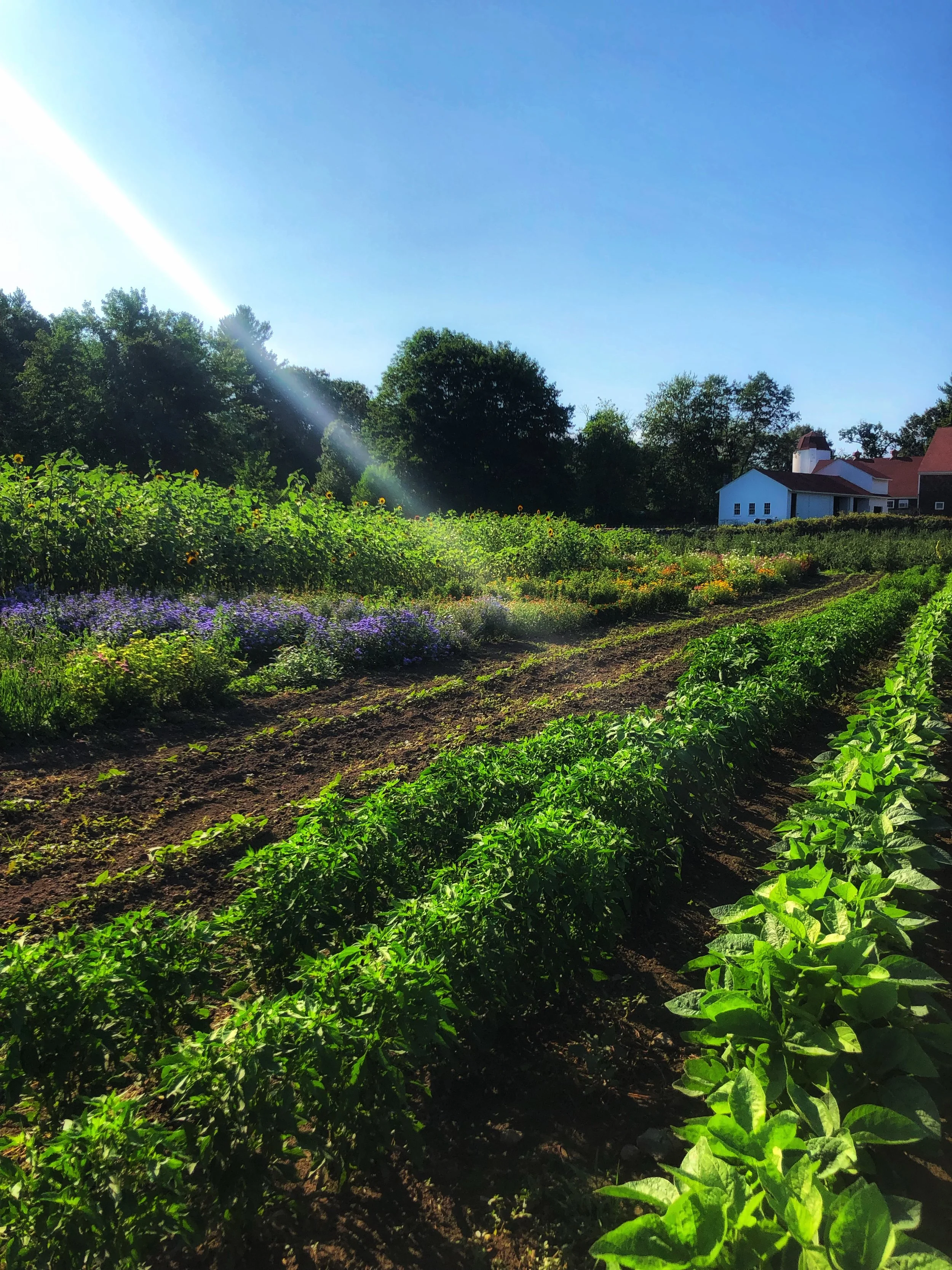 This week's Farmer Focus: Clark Farm in Carlisle 