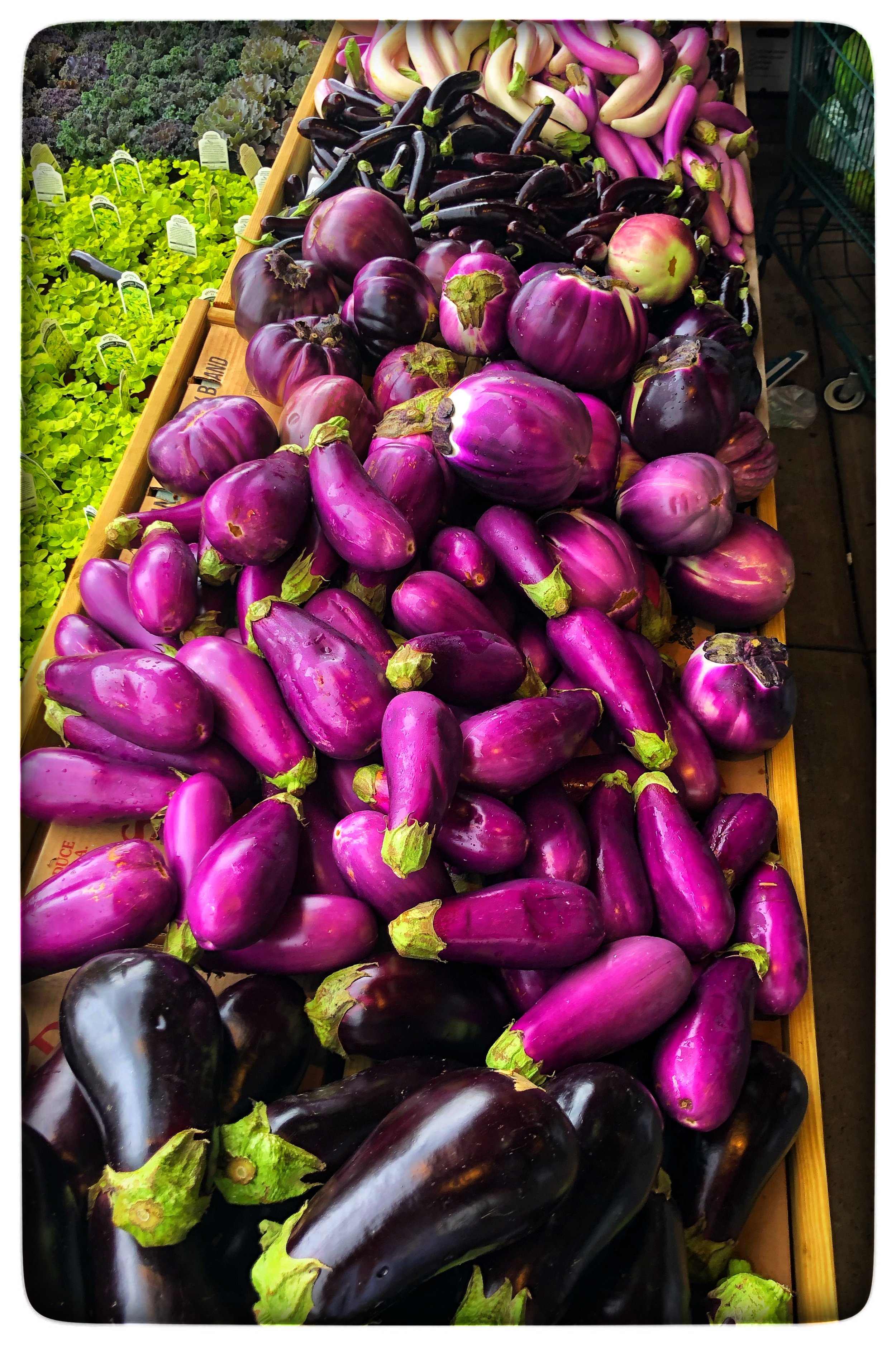 Locally grown eggplants in a variety of colors, flavors and textures!