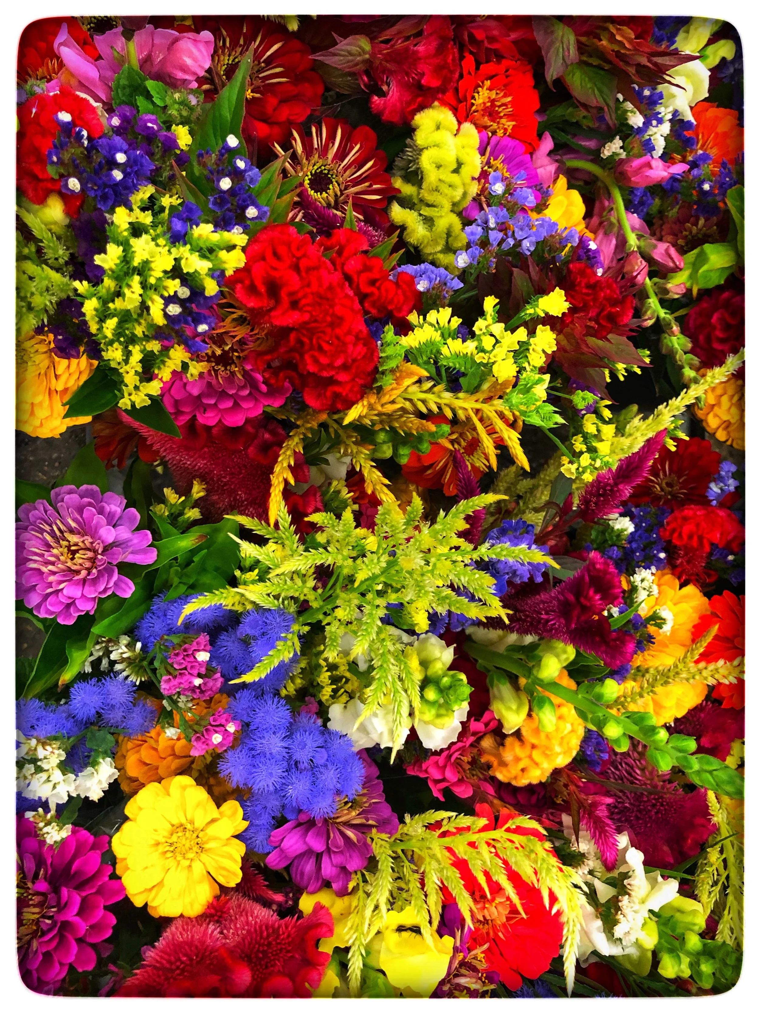 Locally grown field flowers sold exclusively to Russo’s from Macone Farm in Concord.