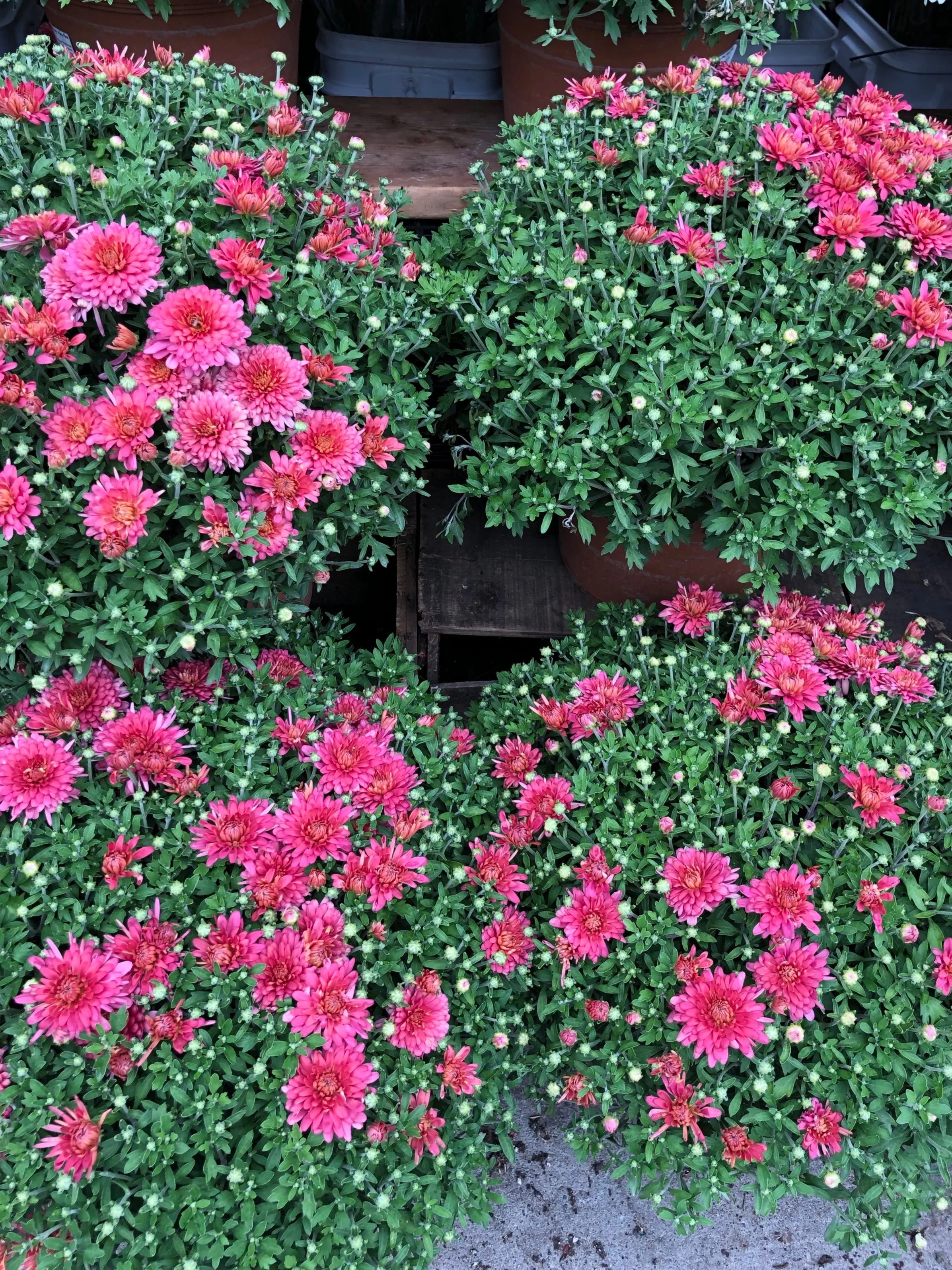 Mums have arrived at our store! These beautiful varieties are colorful and grown in nearby Acton, Massachusetts!