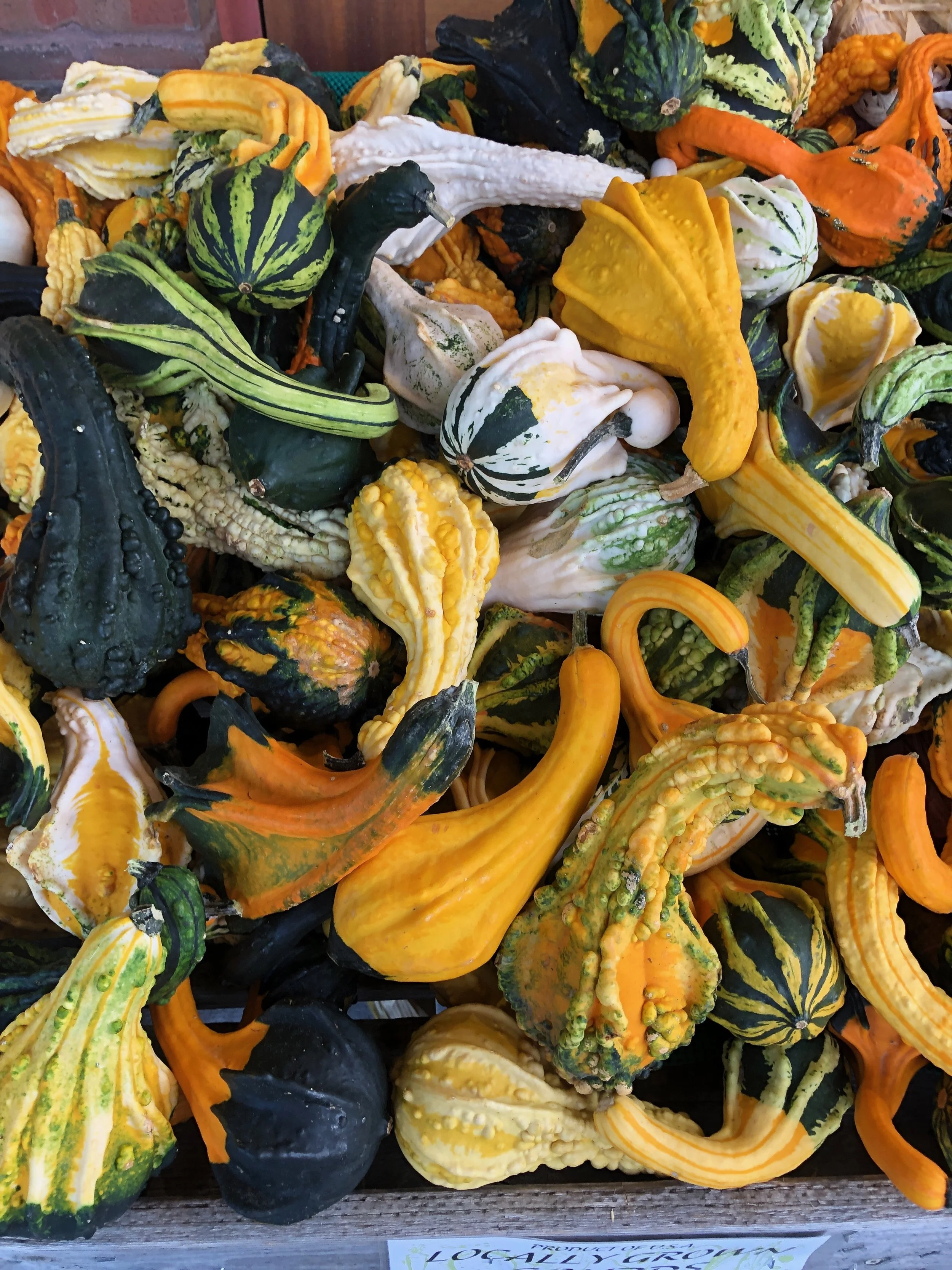 Gourds in the most autumnal of colors!