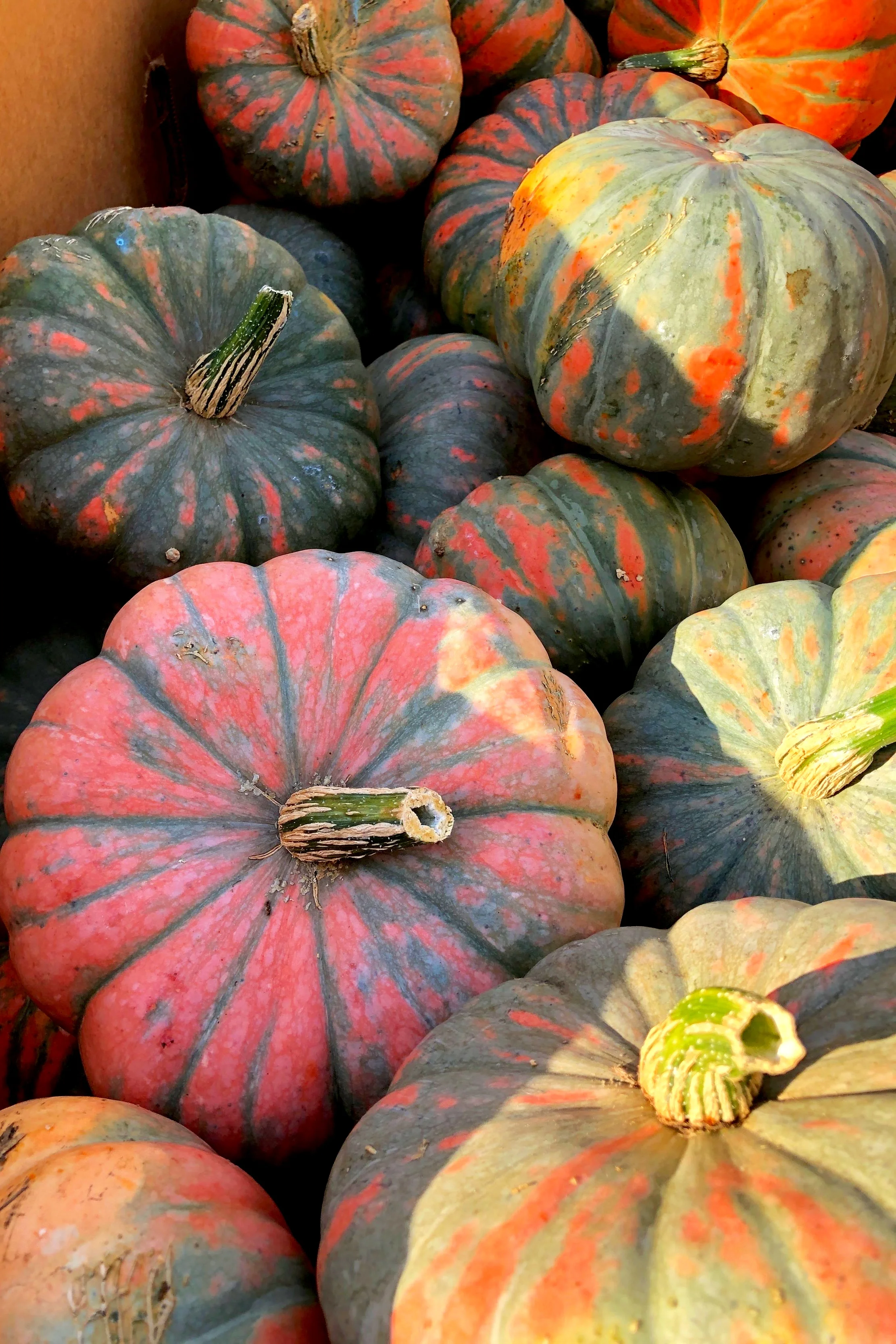 Each year, we are delighted to discover new pumpkin colors, shapes and sizes! Take a look and take some pictures! Tag us @russosproduce!