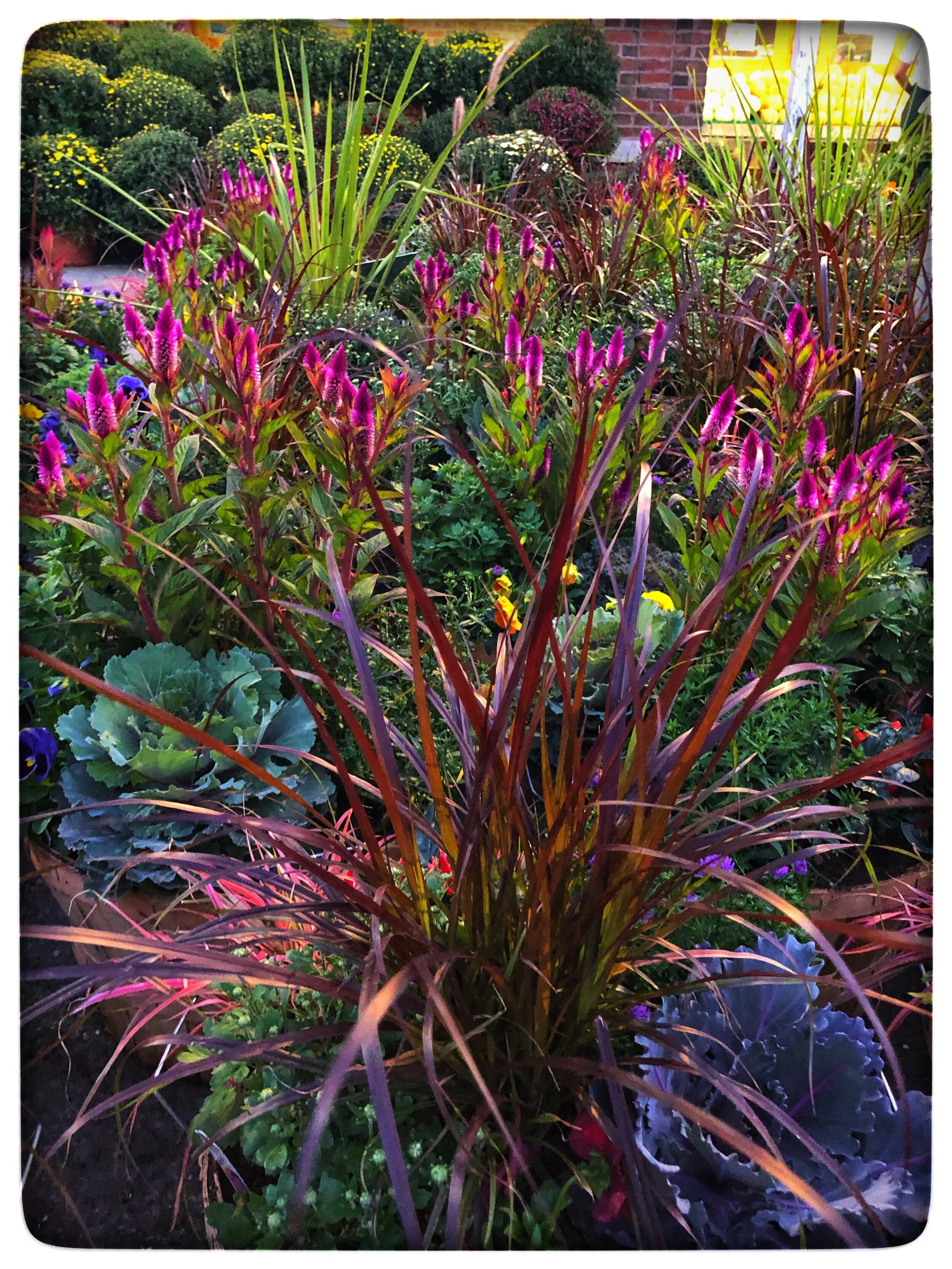 Colorful planters include ornamental kale and grasses bursting with fall colors in front of our store!