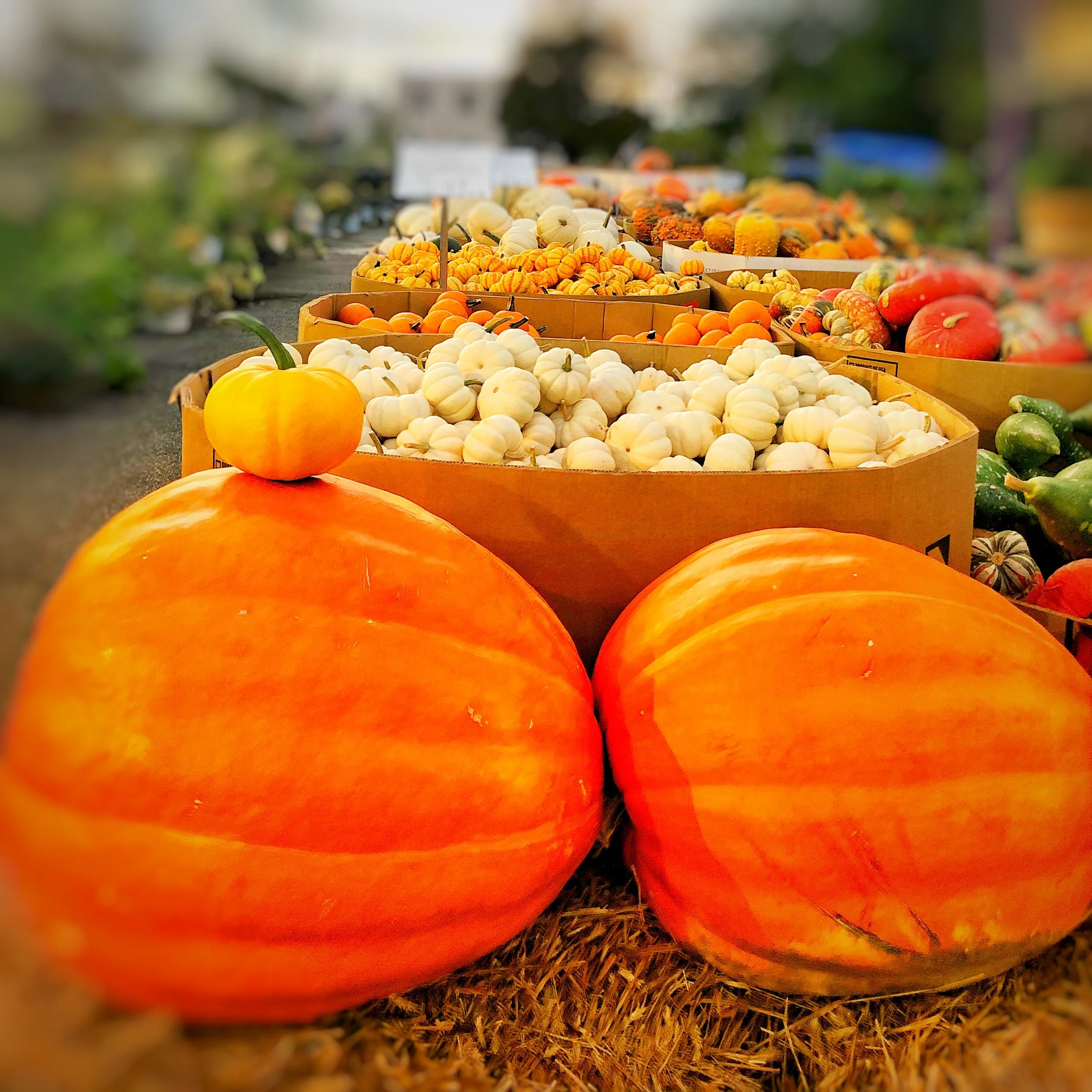 Fall is here! Enjoy the colors of the season with pumpkins, gourds and more.