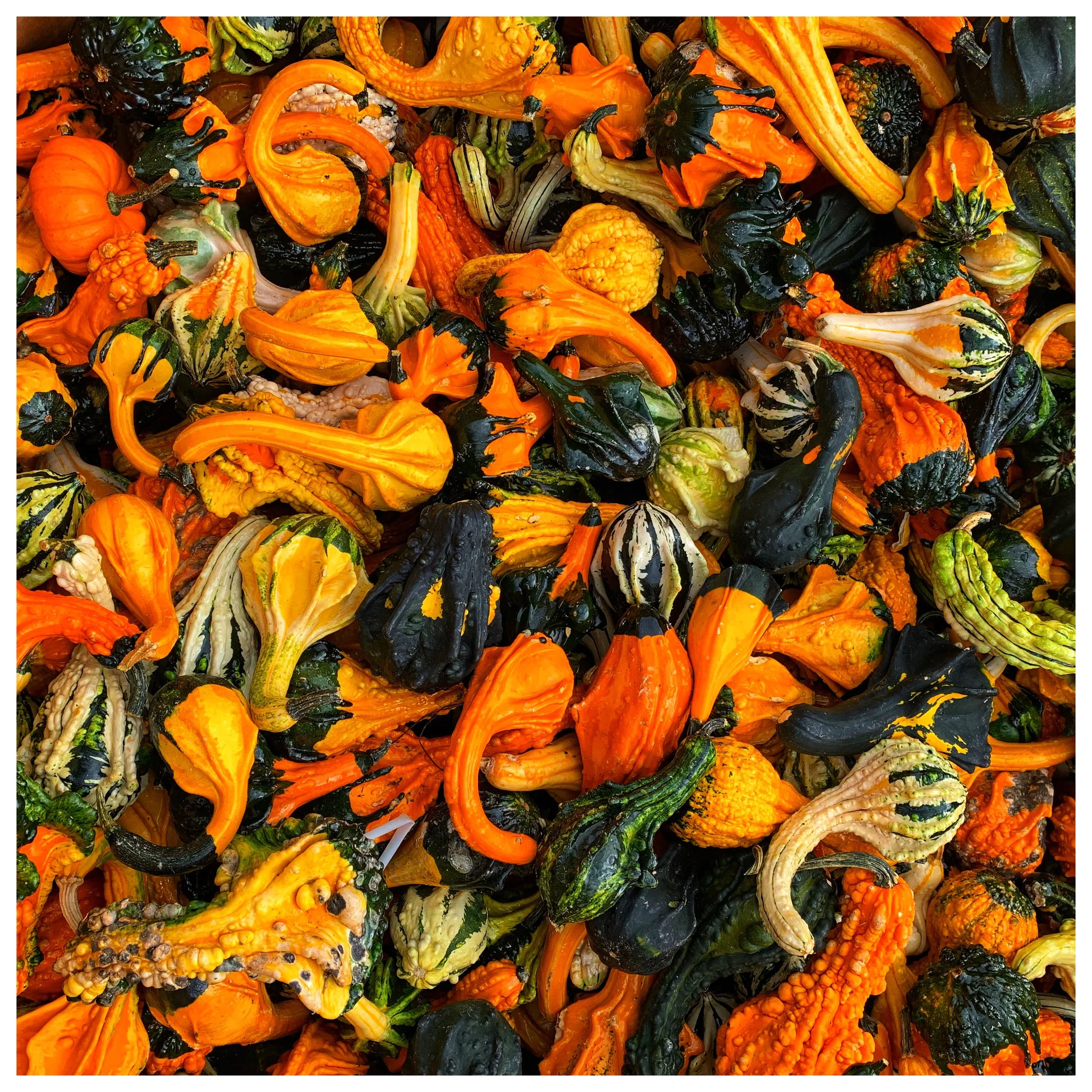 Colorful gourds for decorating this season!