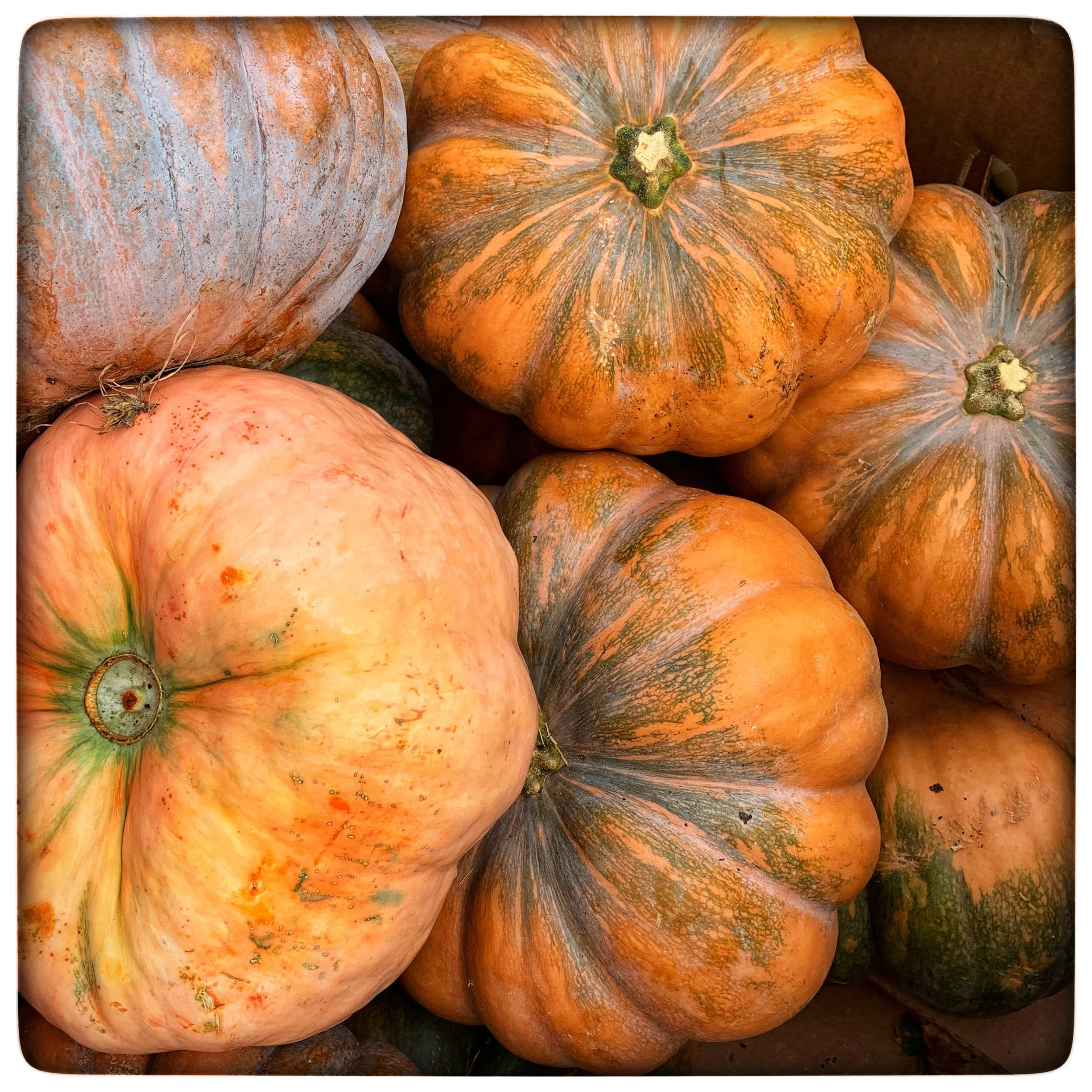 Love the varieties of colors and shapes with this year’s pumpkins at our store!