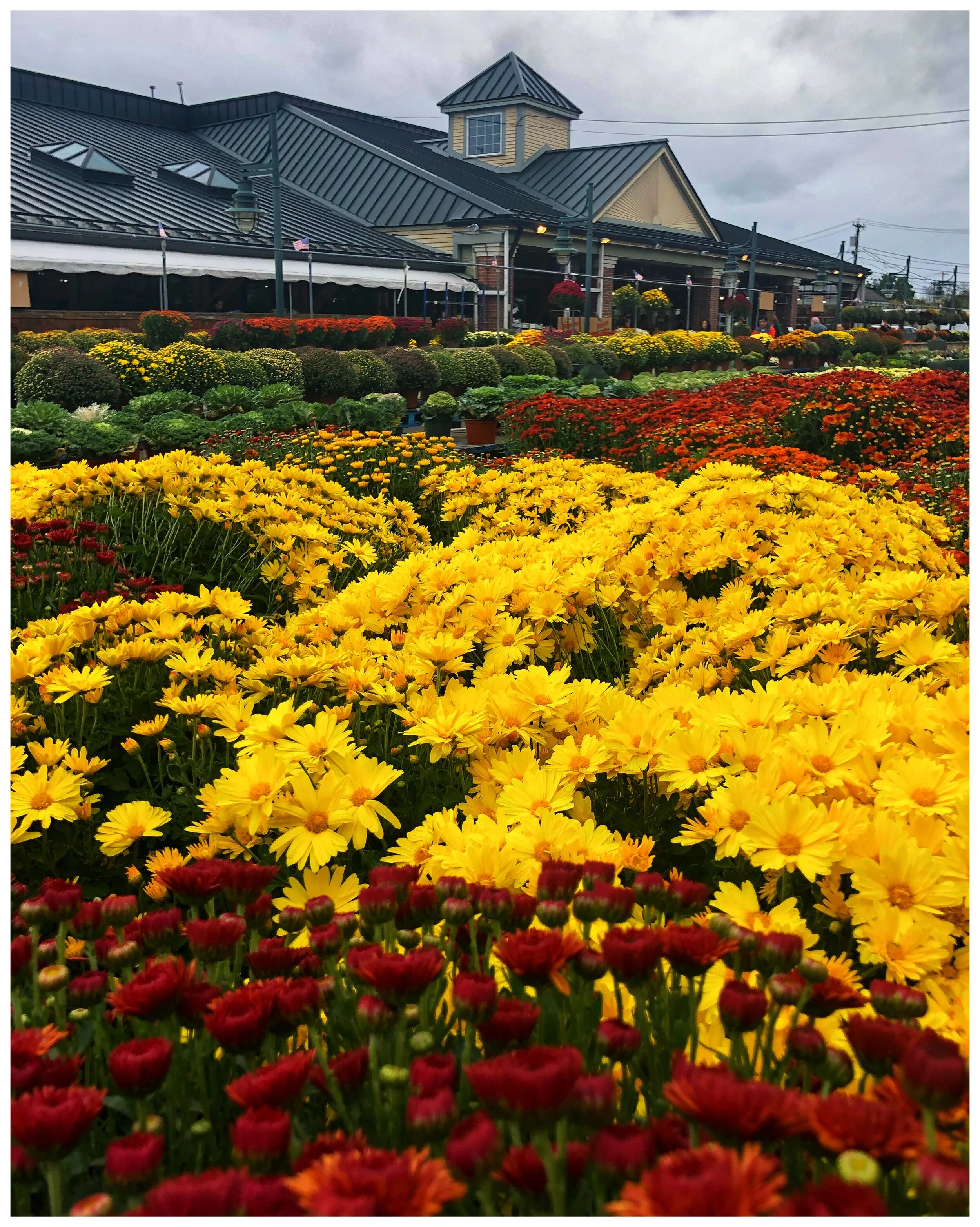 Mums in glorious fall colors at our store!