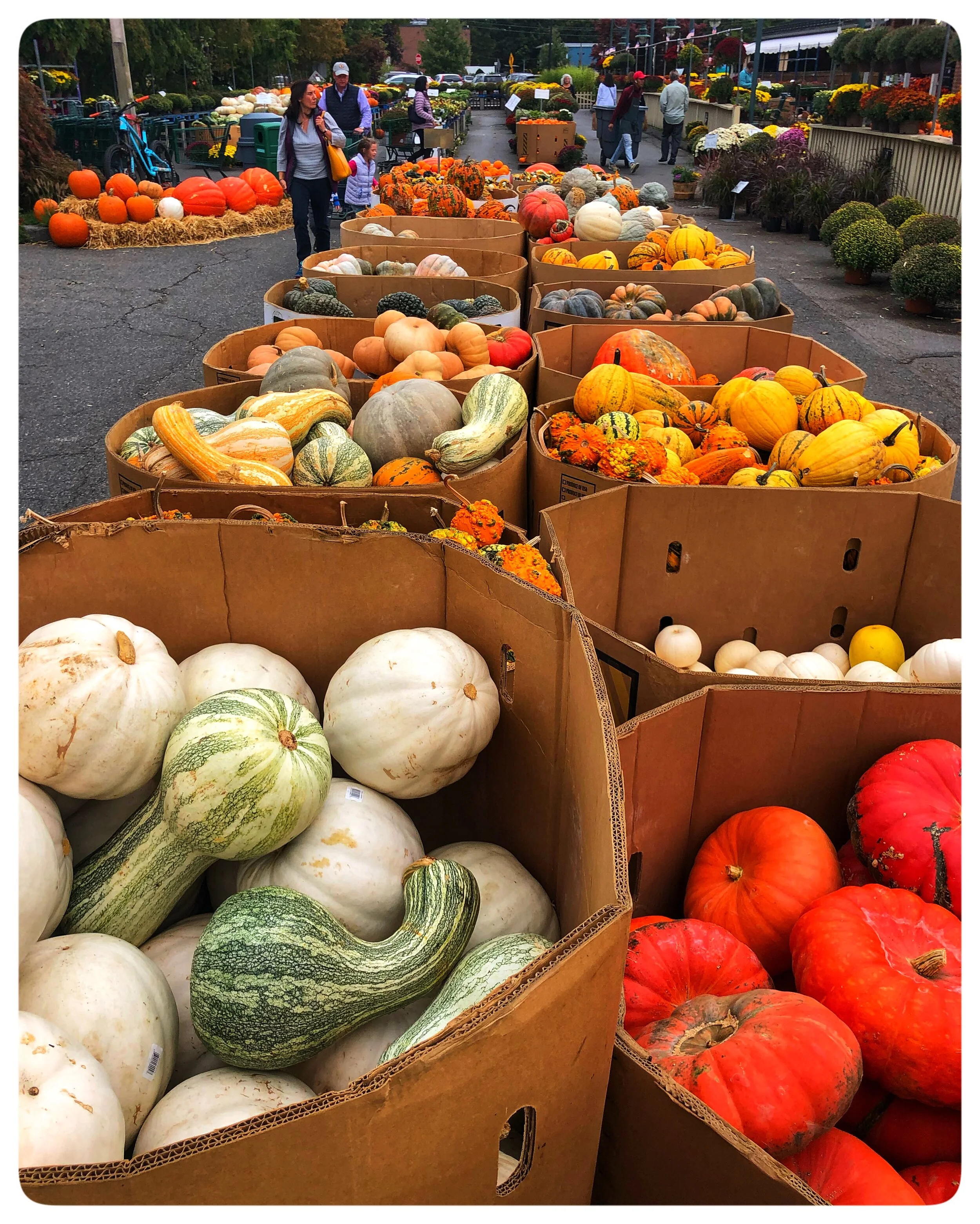Squash and pumpkins available in a variety of shapes, sizes, colors and textures. Have you ever seen a Cinderella pumpkin? How about a Swan gourd? Take a look at the exciting new and heirloom varieties.