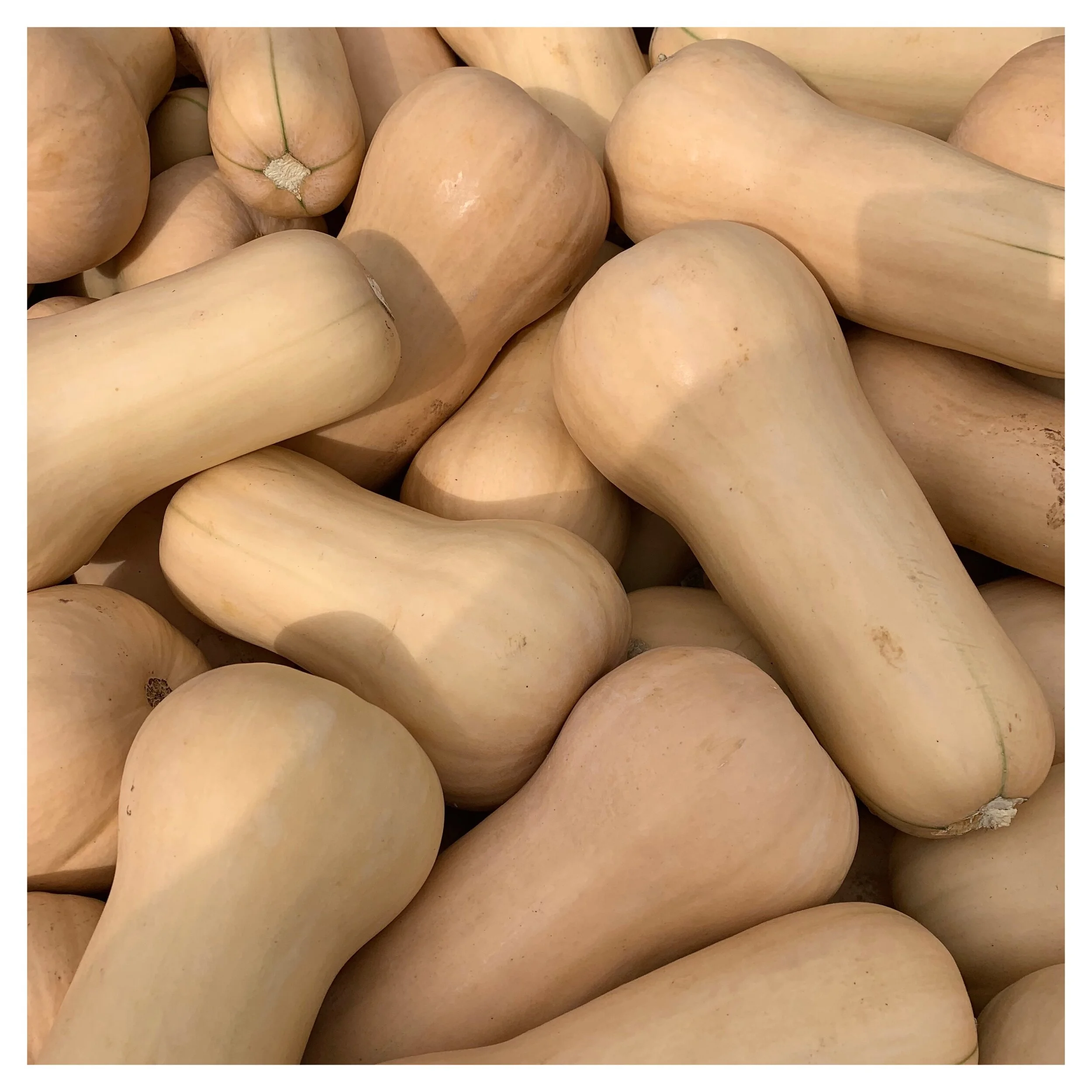 Local organic butternut squash on special this week at Russo’s!