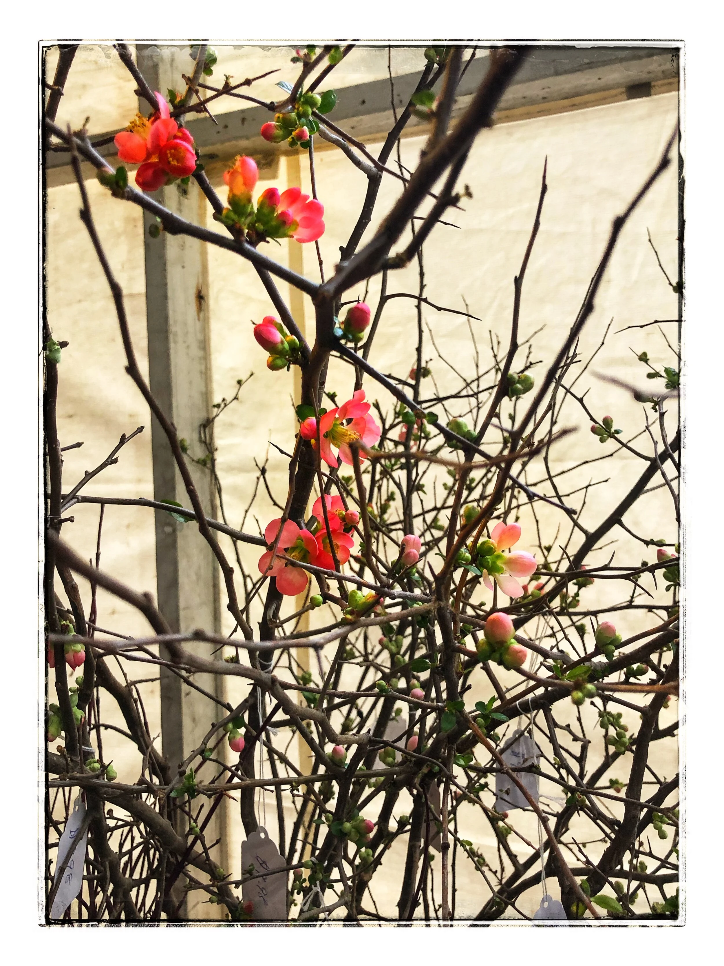 We have Blooming flower branches and pussy willows for Lunar New Year celebrations!