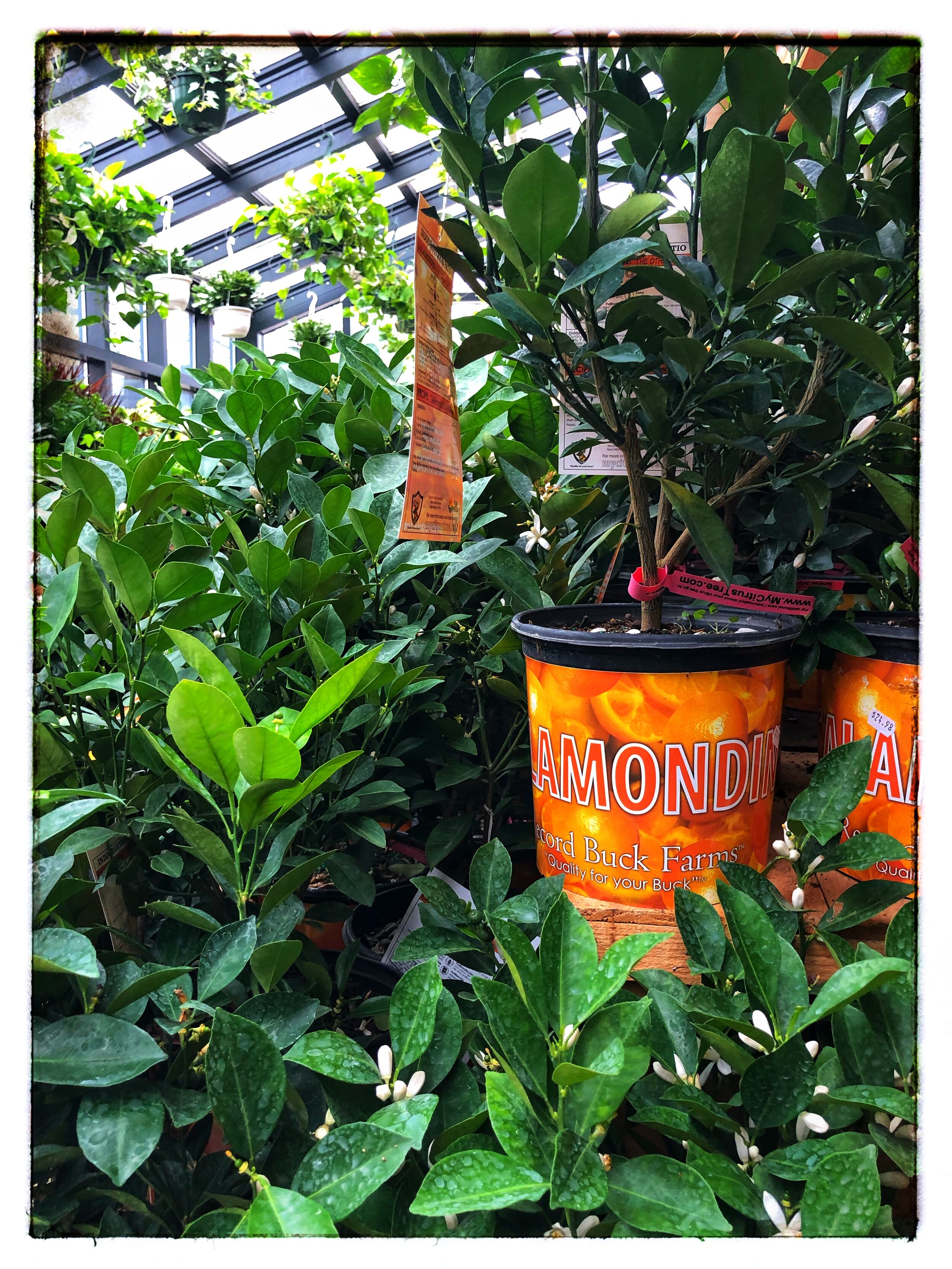 Citrus plants to celebrate the holiday. These plants have a spectacular fragrance!