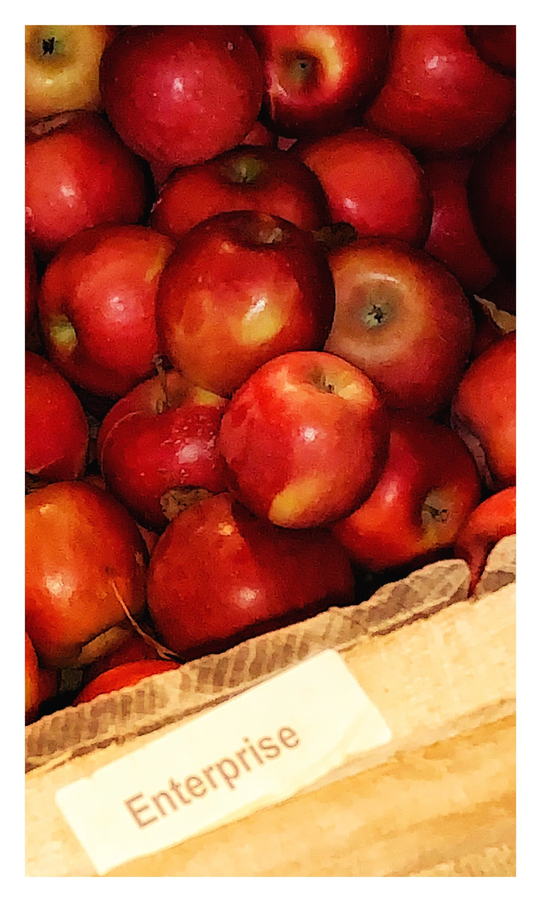 The Enterprise Apple is here and we are thrilled! We hope you enjoy it as much as we do!