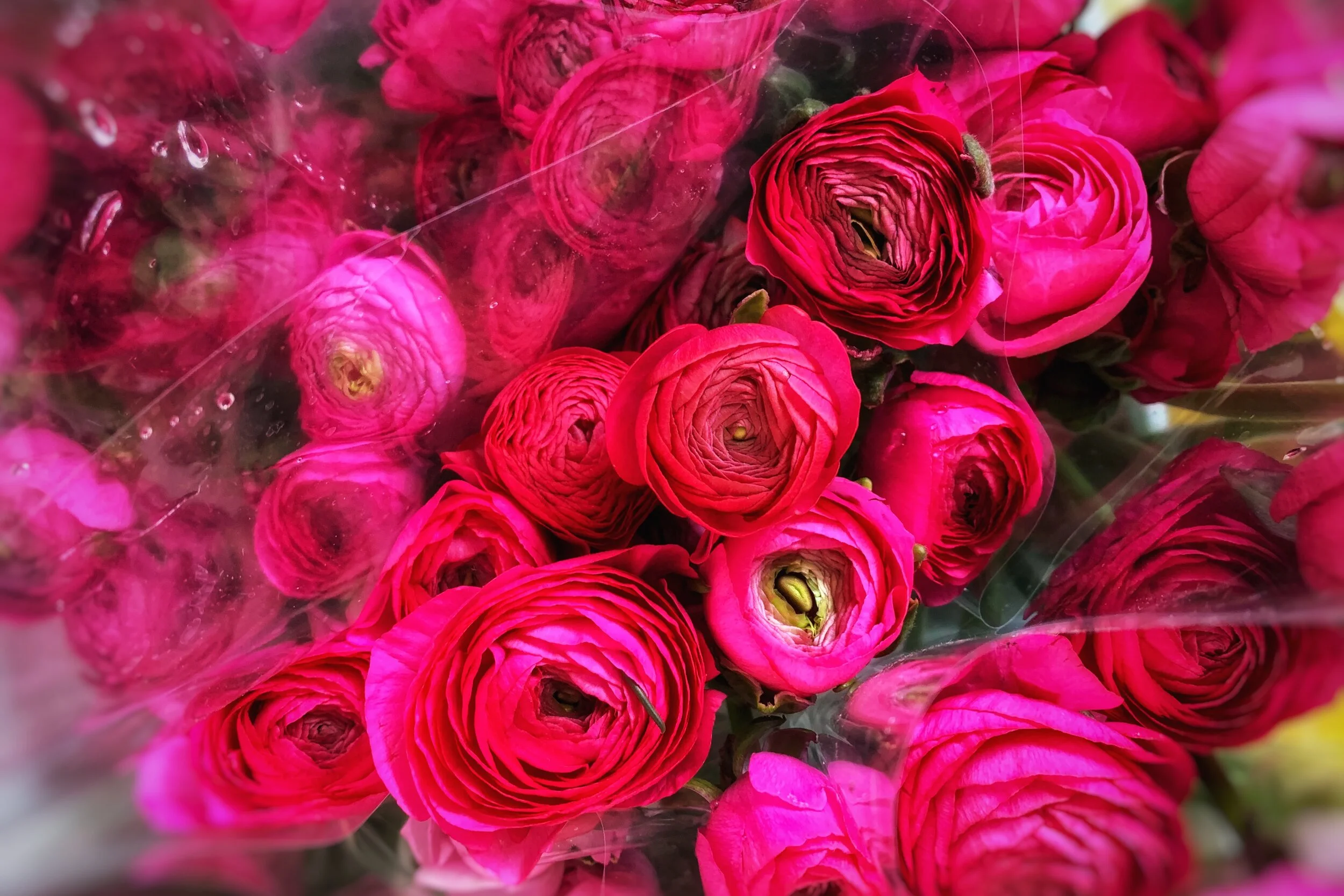 Red and pink ranunculus in our store now.