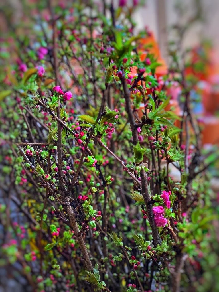 Cherry branches with pink blossoms signaling spring.