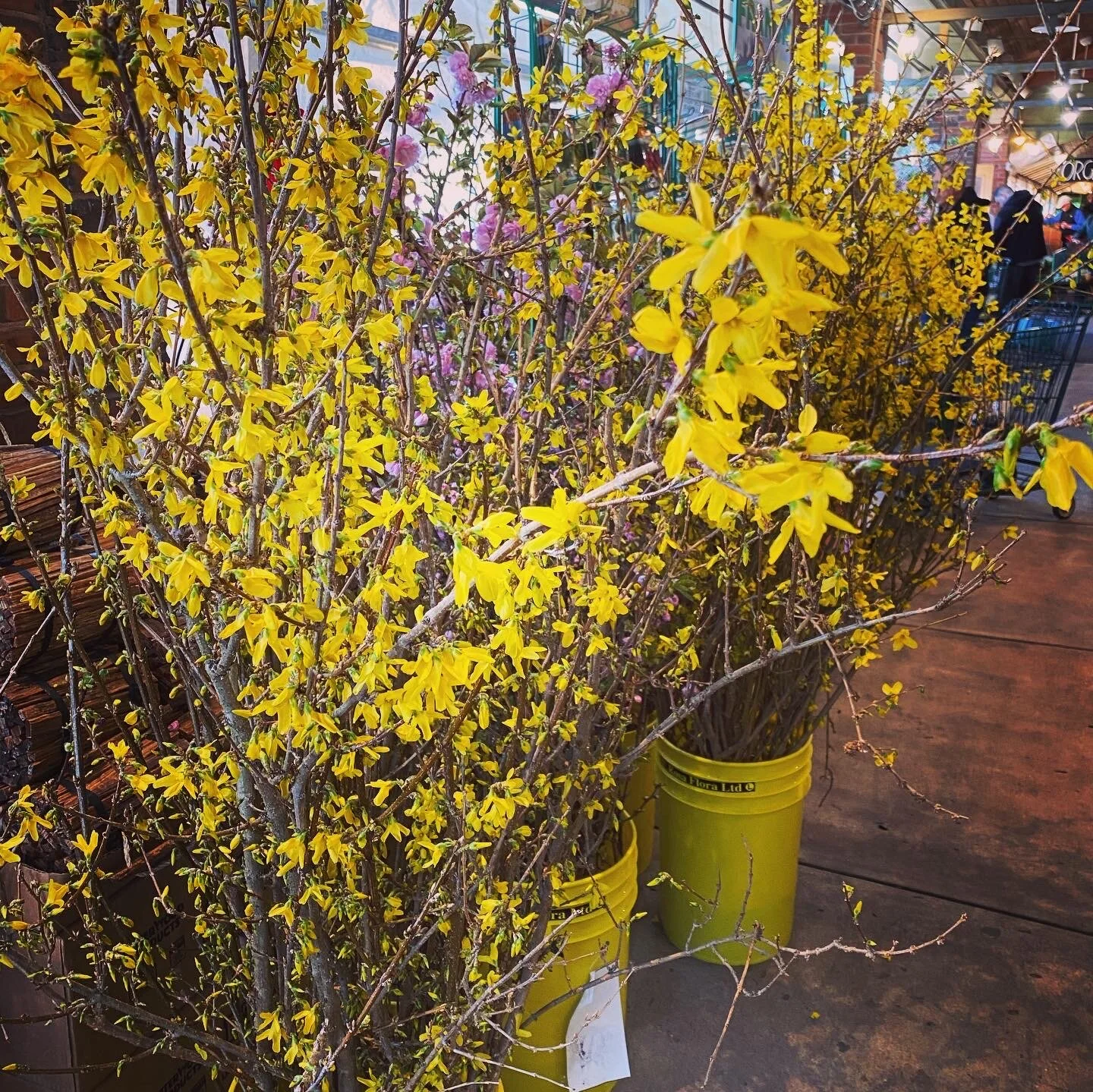 All of our flowering branches including quince, cherry and forsythia are on sale for half price now!