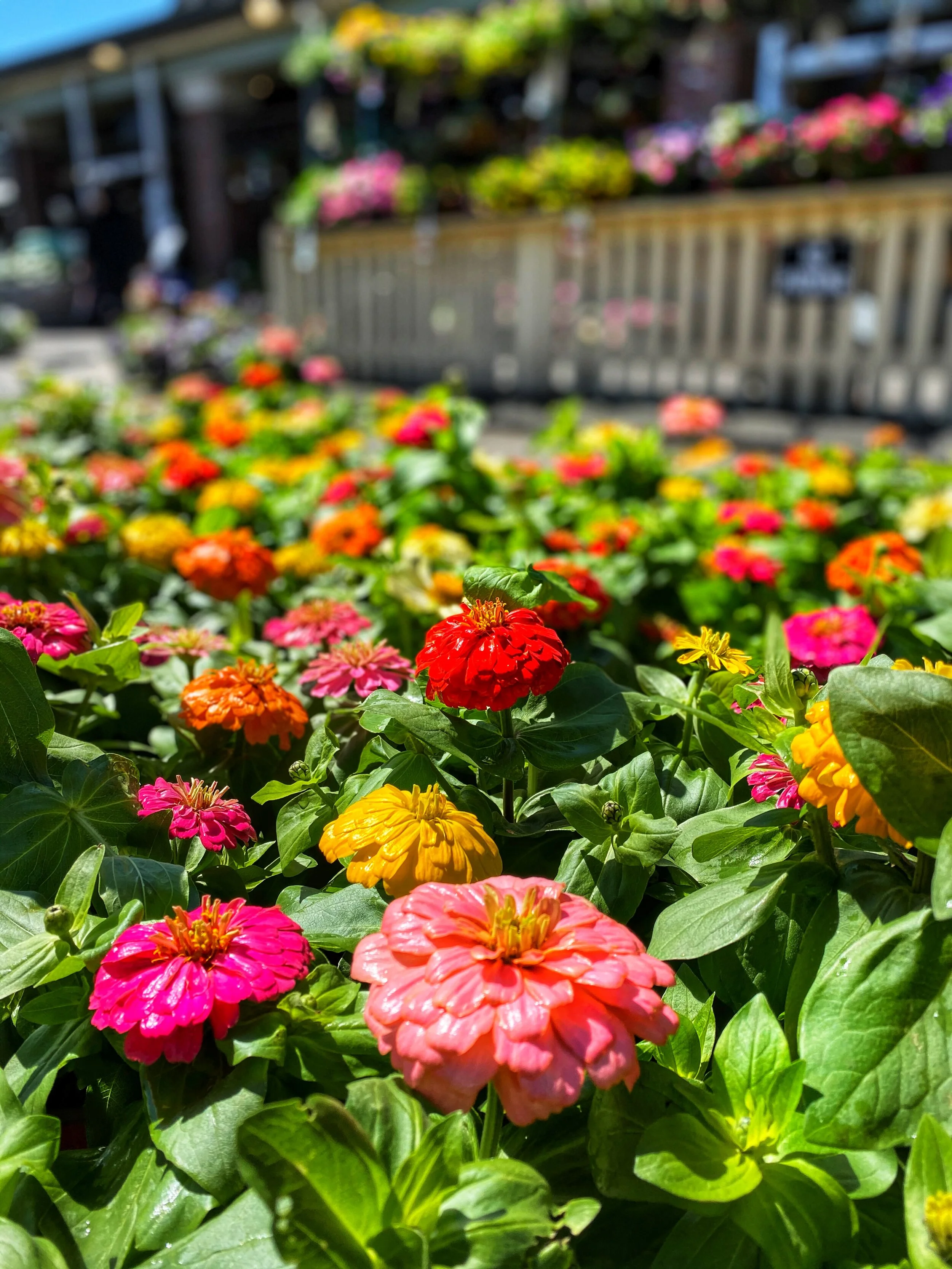 Large Zinnias in pots in the front of our store.