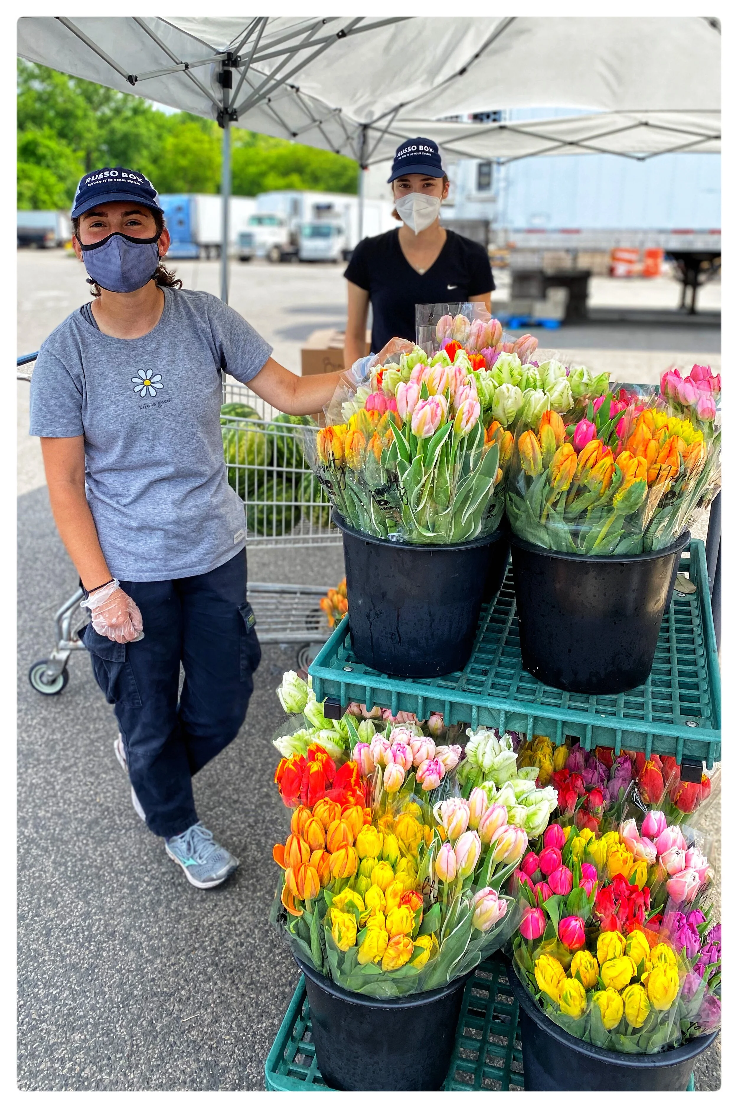 We are fortunate to have such spectacular late season tulips for our Russo Big Boxes. Thank you Tony Russo for sourcing them!