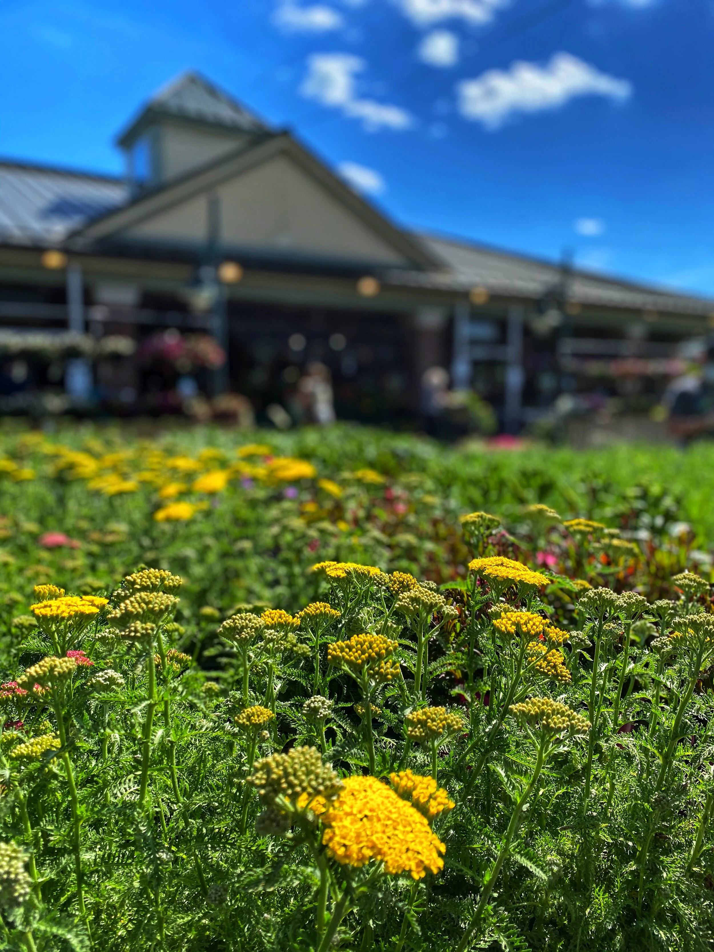 Perennials, herbs, evergreens, hanging pots and more arriving daily to our store!