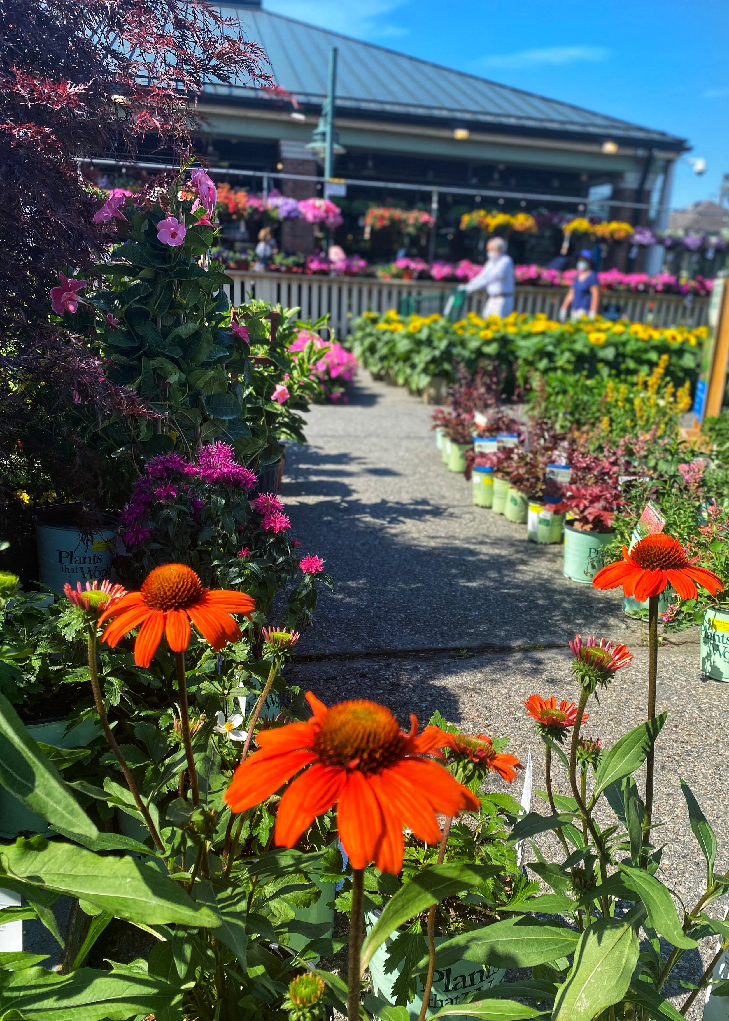 Native orange Coneflowers plus fresh new arrivals at our store.