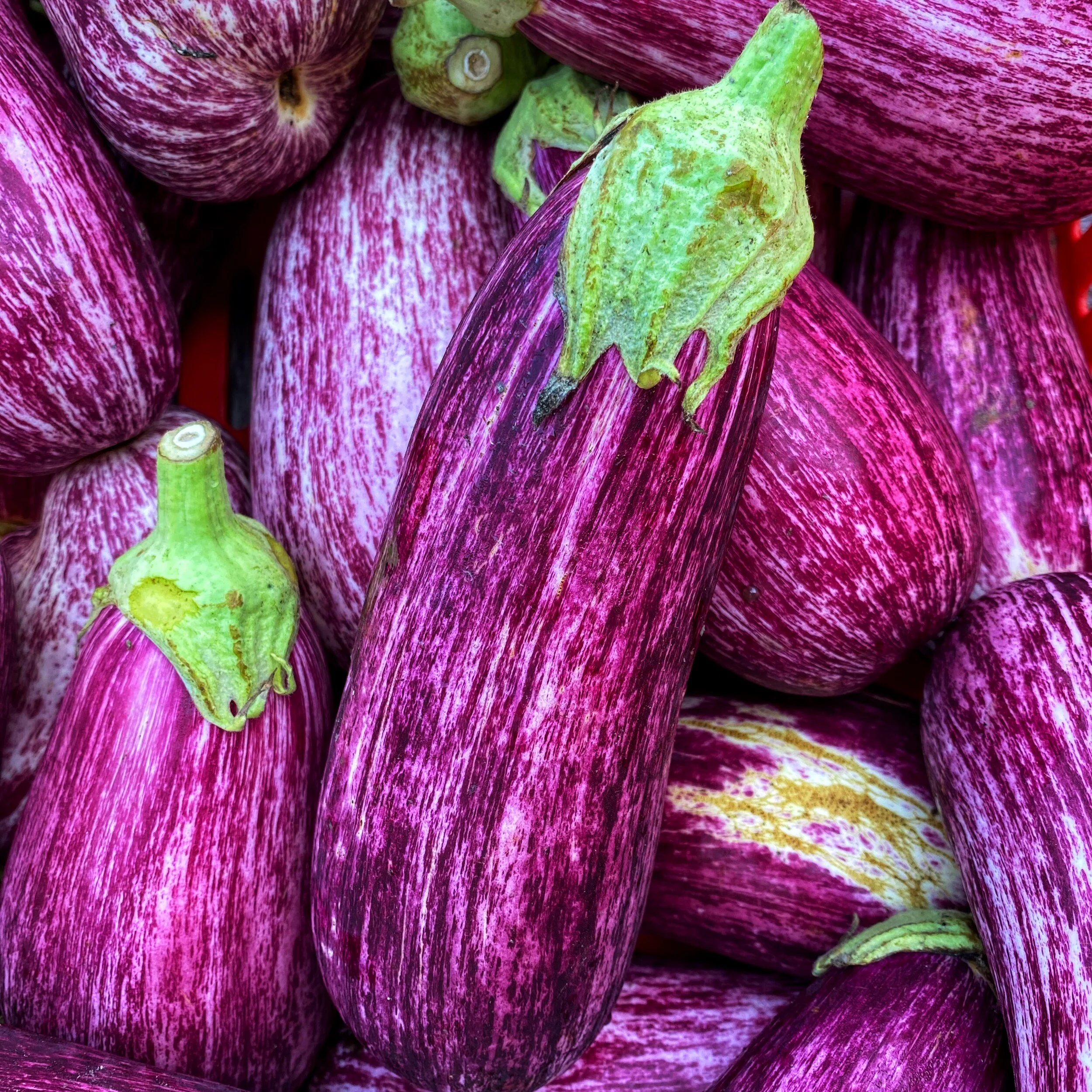 The locally-grown Organic eggplant in our store is delicious and beautiful!