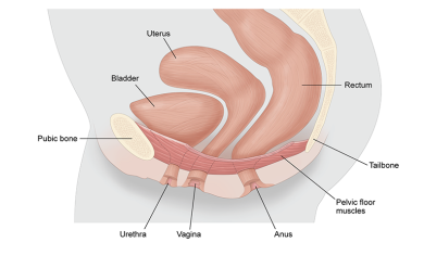 505x273xbc-pelvic-floor-logo_wide.png.pagespeed.ic.0l2va5DSgX.png