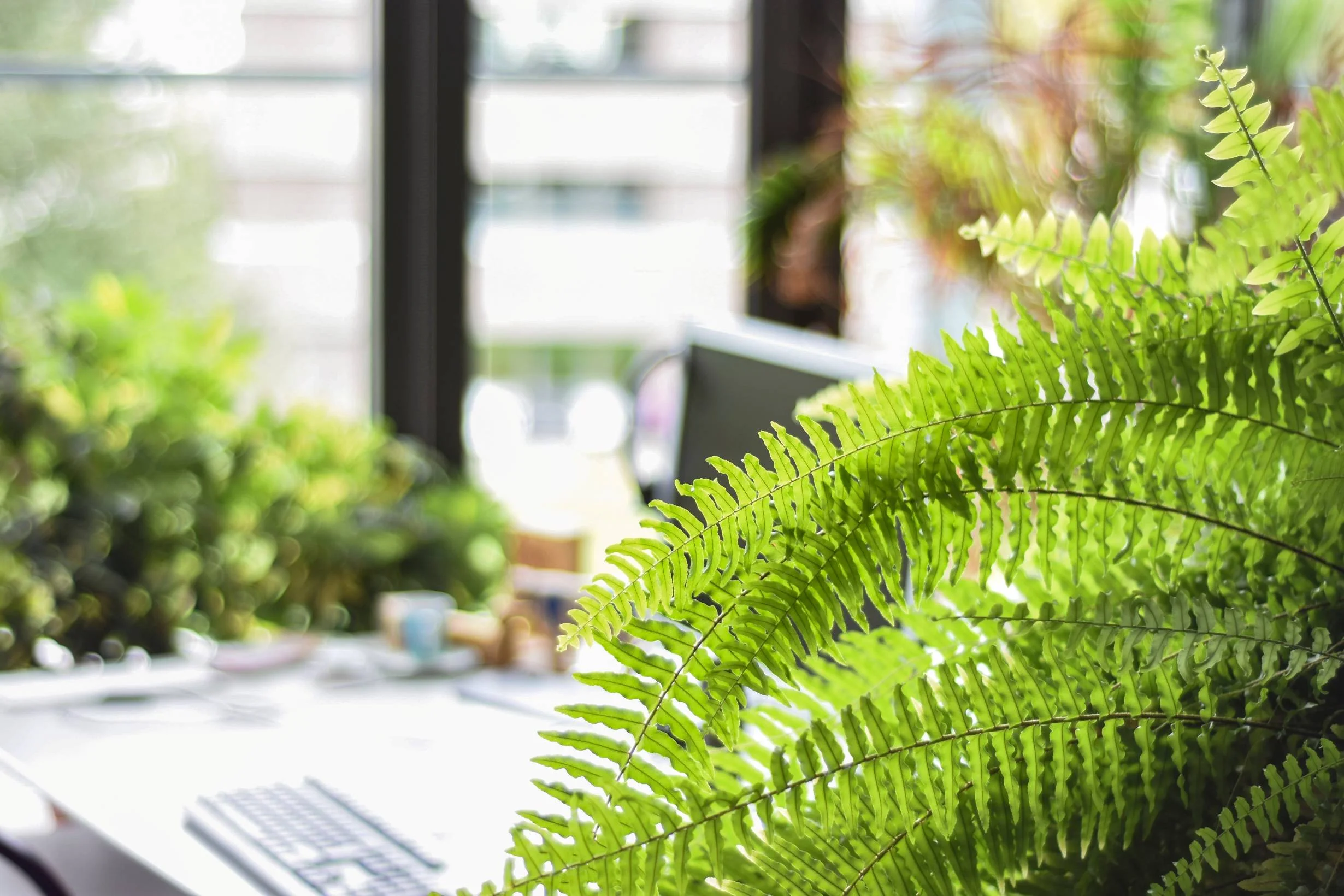 Indoor Plants Designs.jpg