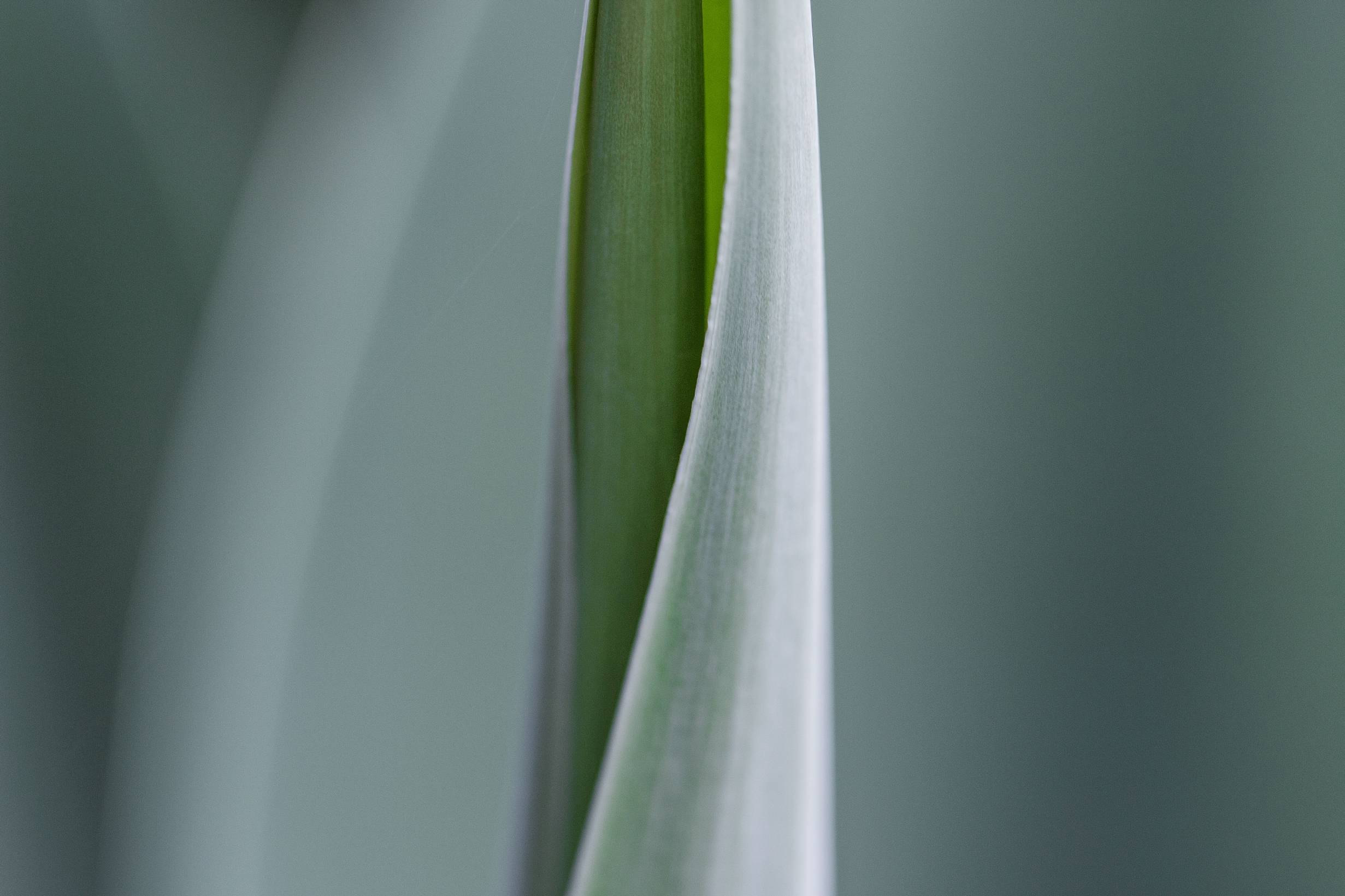 Tropical Plants.jpg
