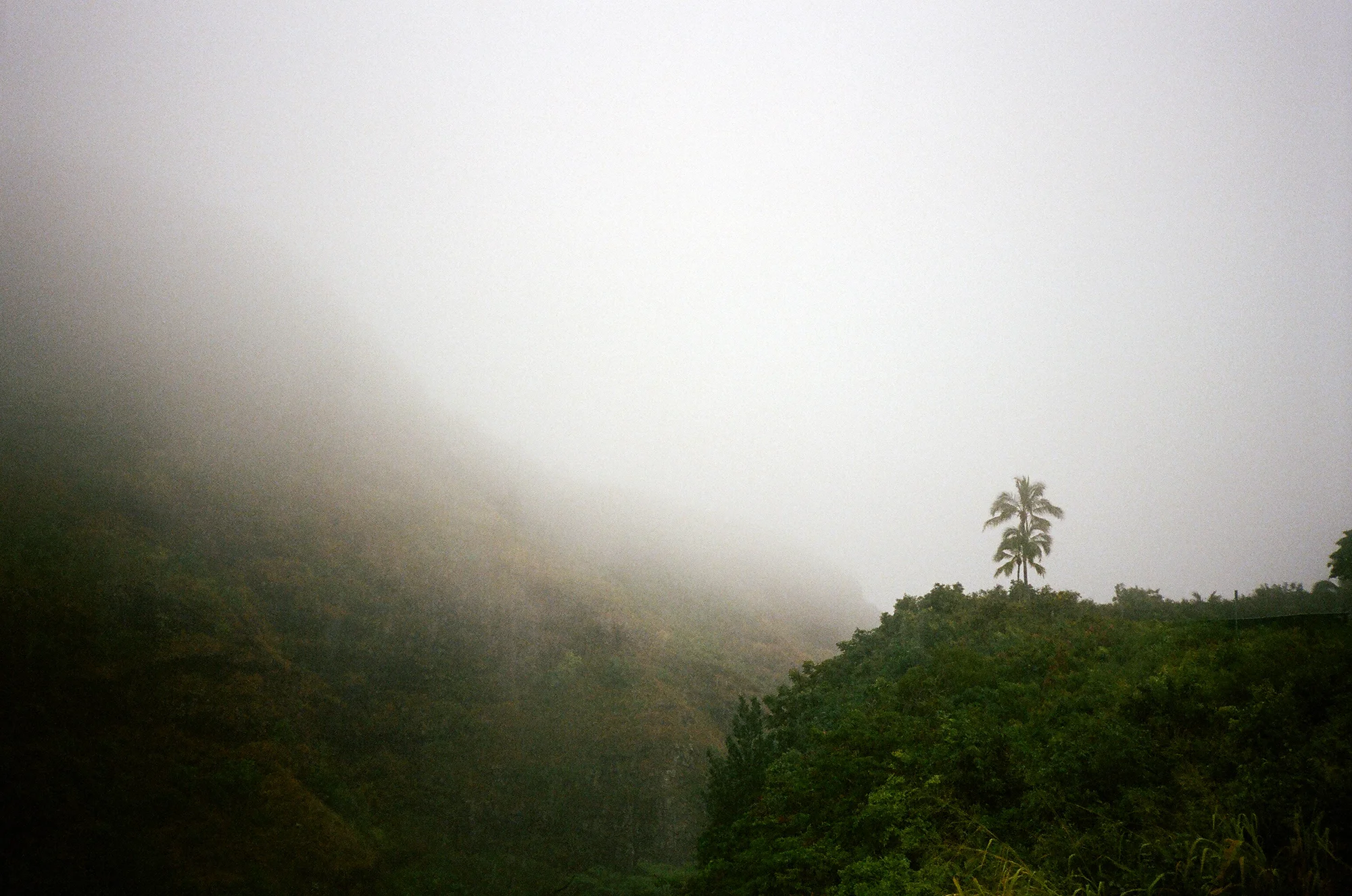 Mist-covered mountains with lush green vegetation and a few tall palm trees against a foggy sky.