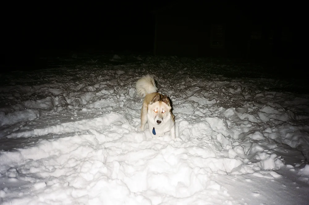 snowdog.jpg