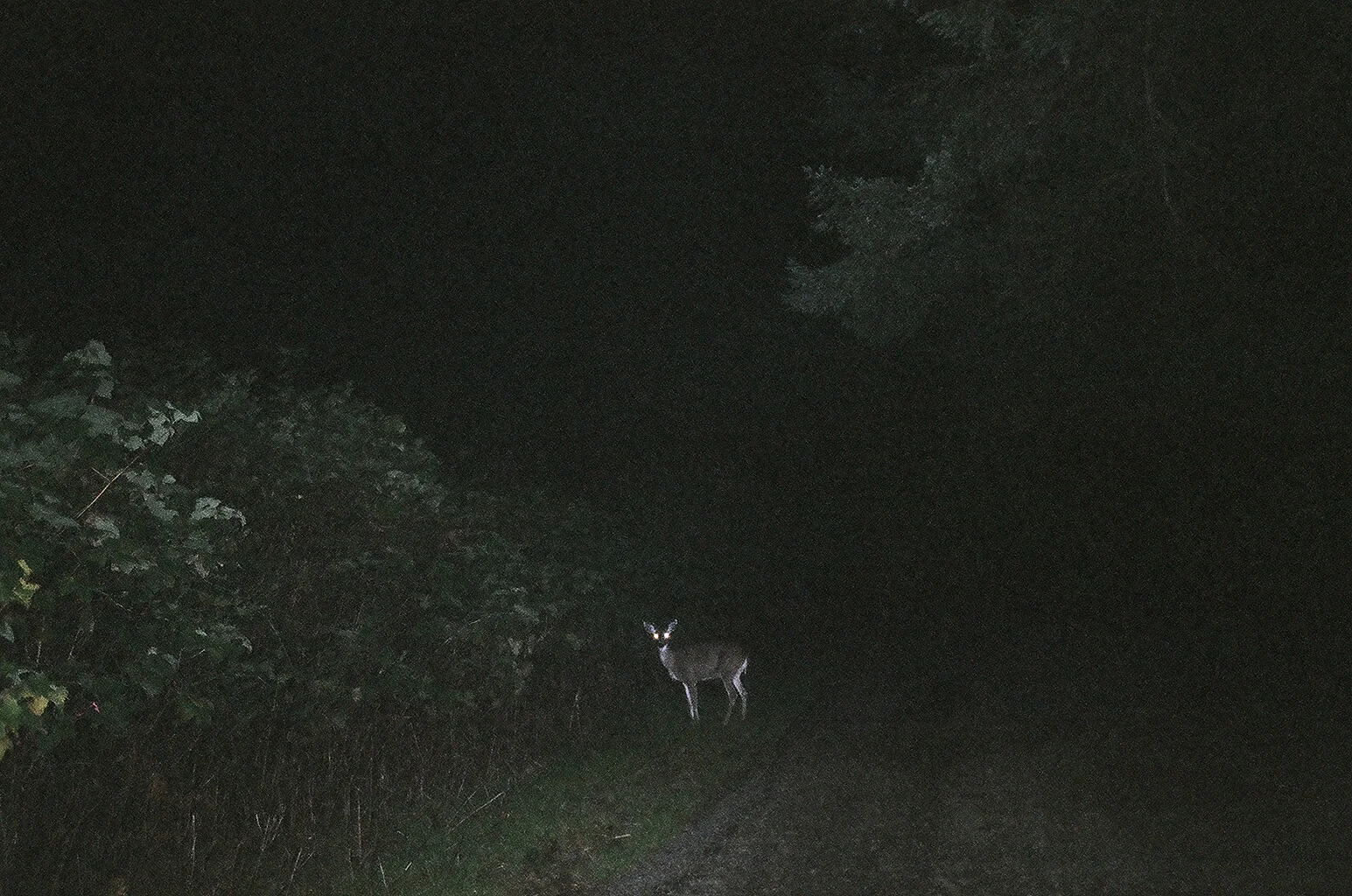 Jeff_Luker_night_deer.jpg
