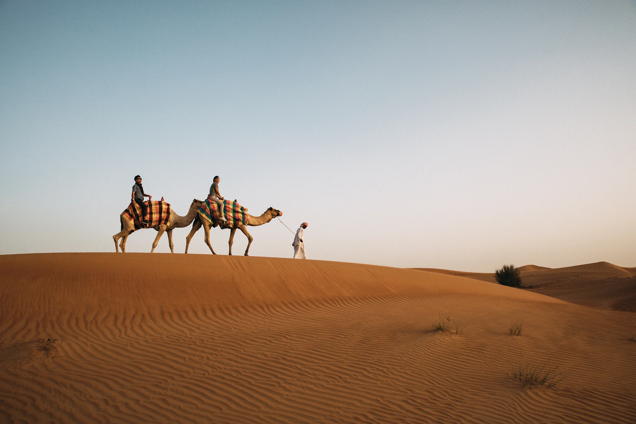 camels.jpg