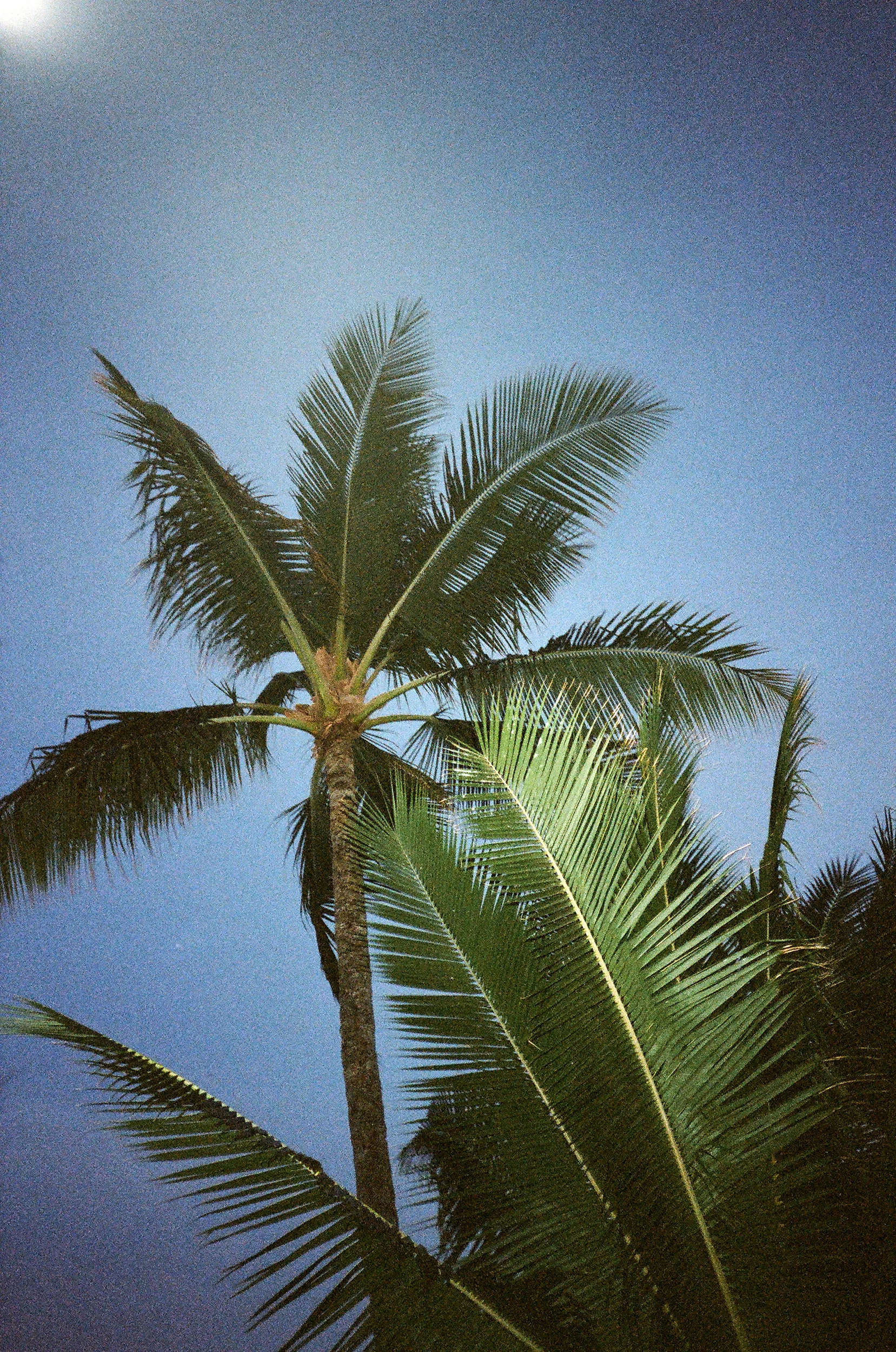 palms.jpg