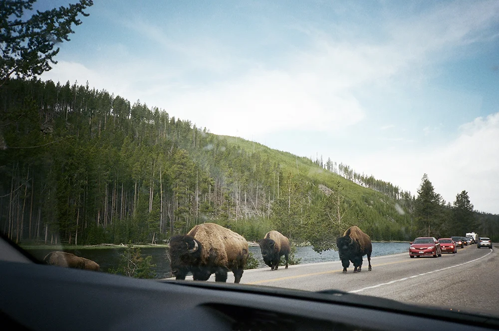 buffaloroam.jpg