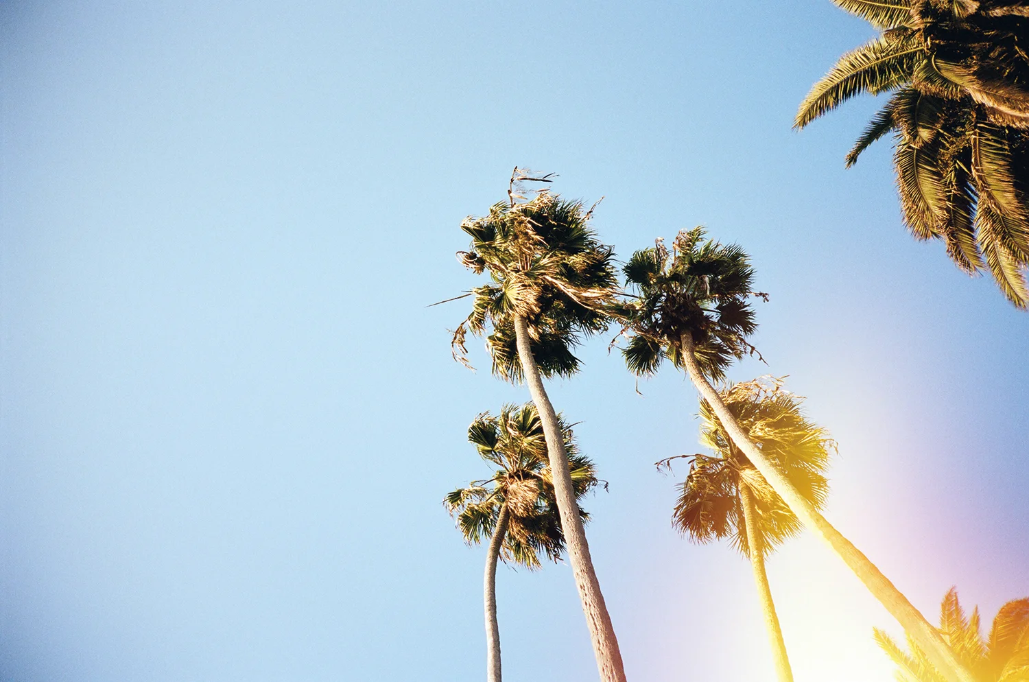 palms.jpg