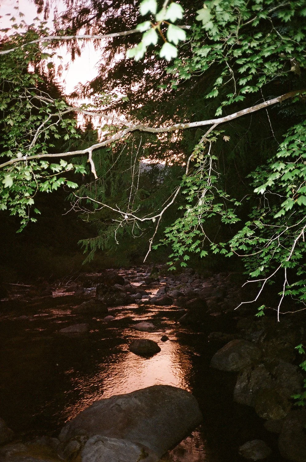 A river flowing through a wooded area at sunset, with overhanging tree branches and rocks in the water.