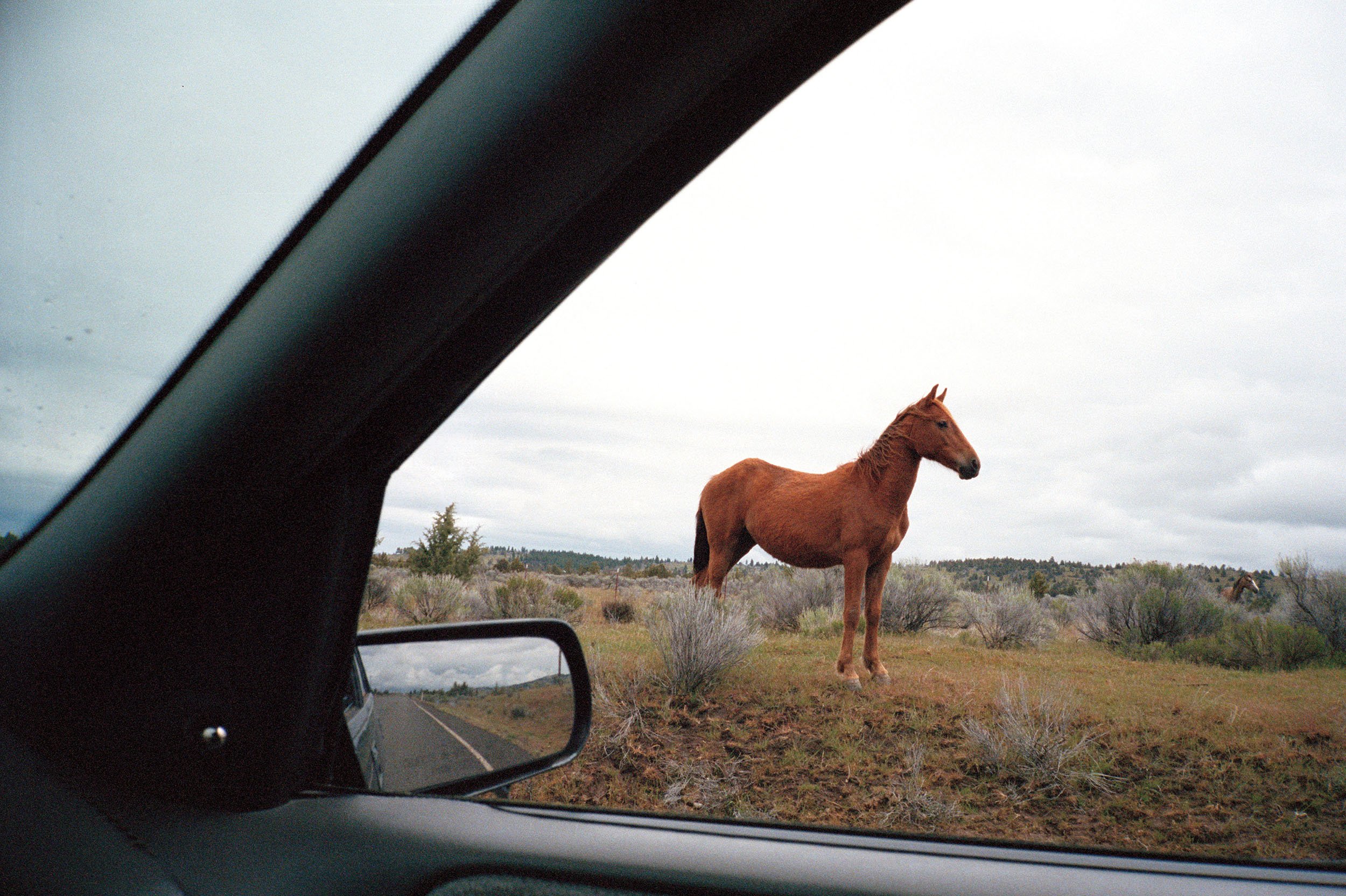A brown horse standing on a grassy plain with shrubs, viewed from inside a car through the open window. The car's side mirror shows a glimpse of the road behind.