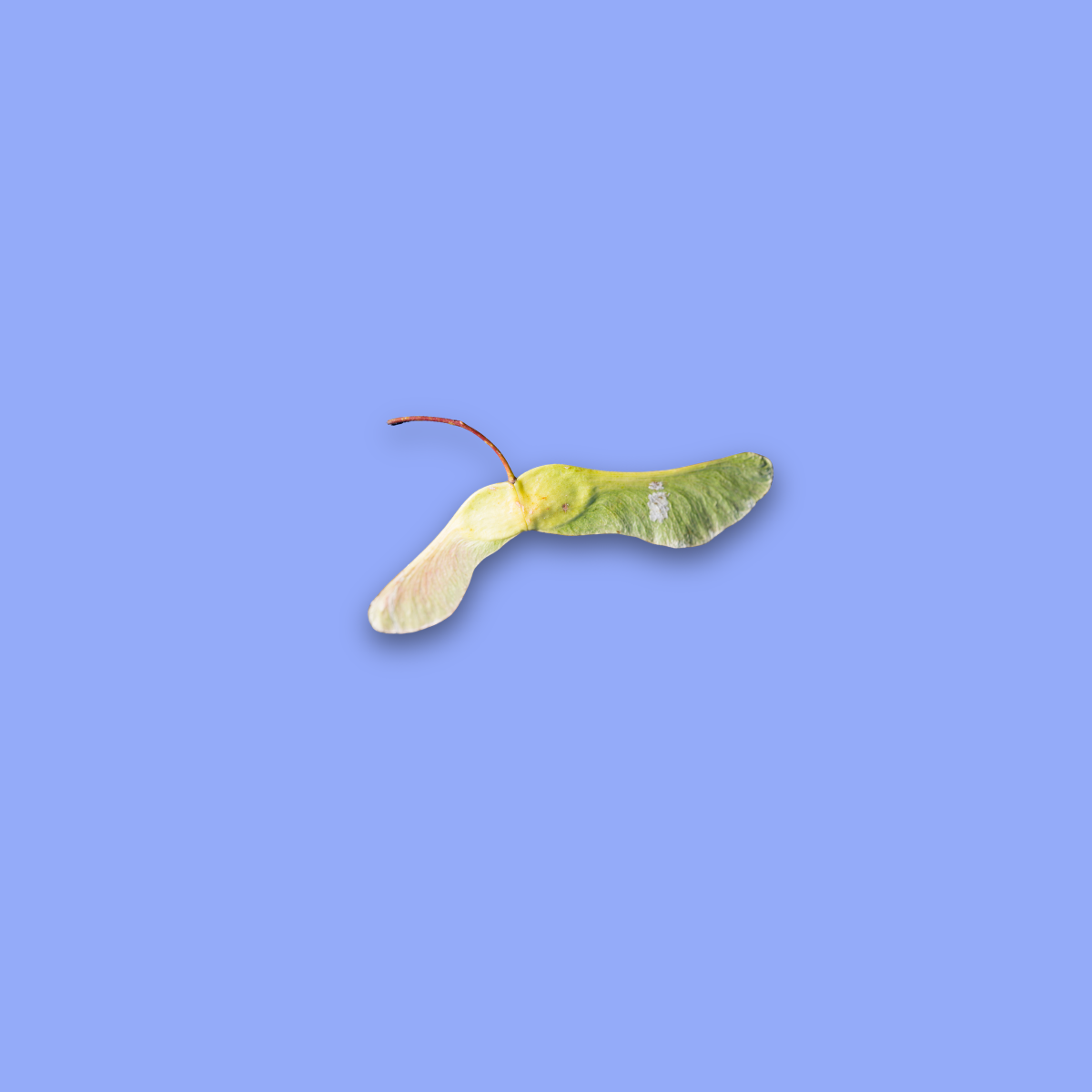 Seeds