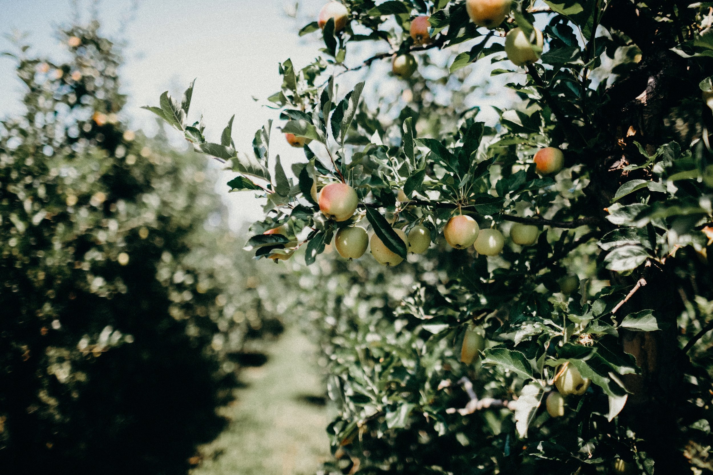liana-mikah-344564-unsplash.jpg
