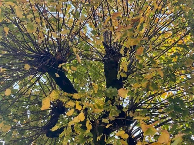 Europe Through the Eyes of a Tree Nerd Part 1